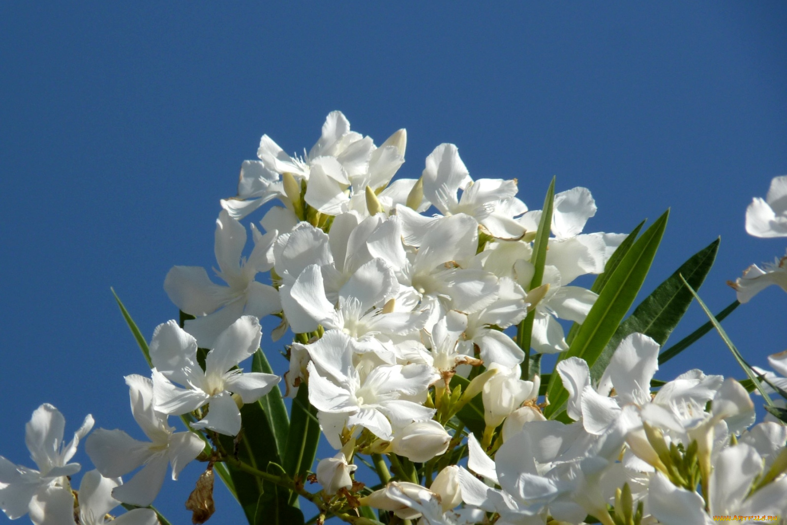 цветы, олеандры, белый, ветки