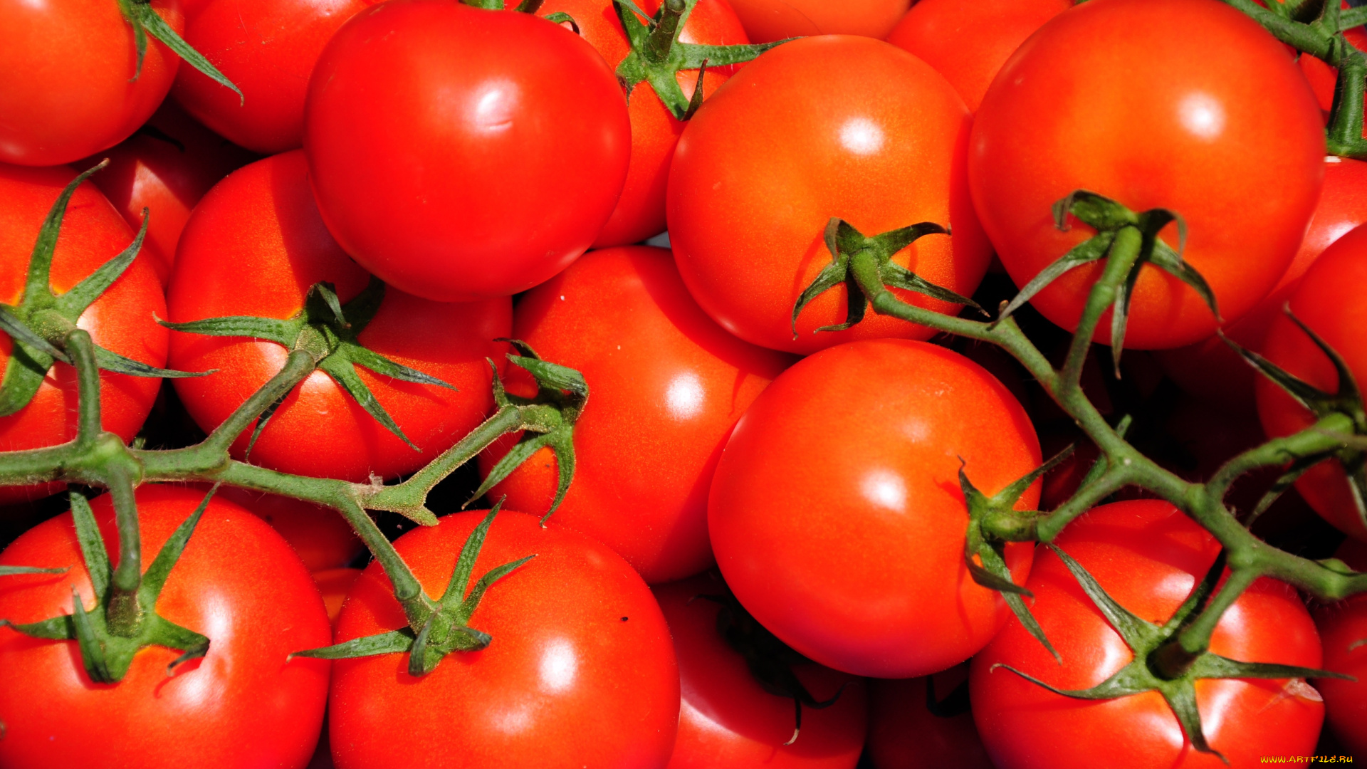 еда, помидоры, красный, круглый, веточки, томаты