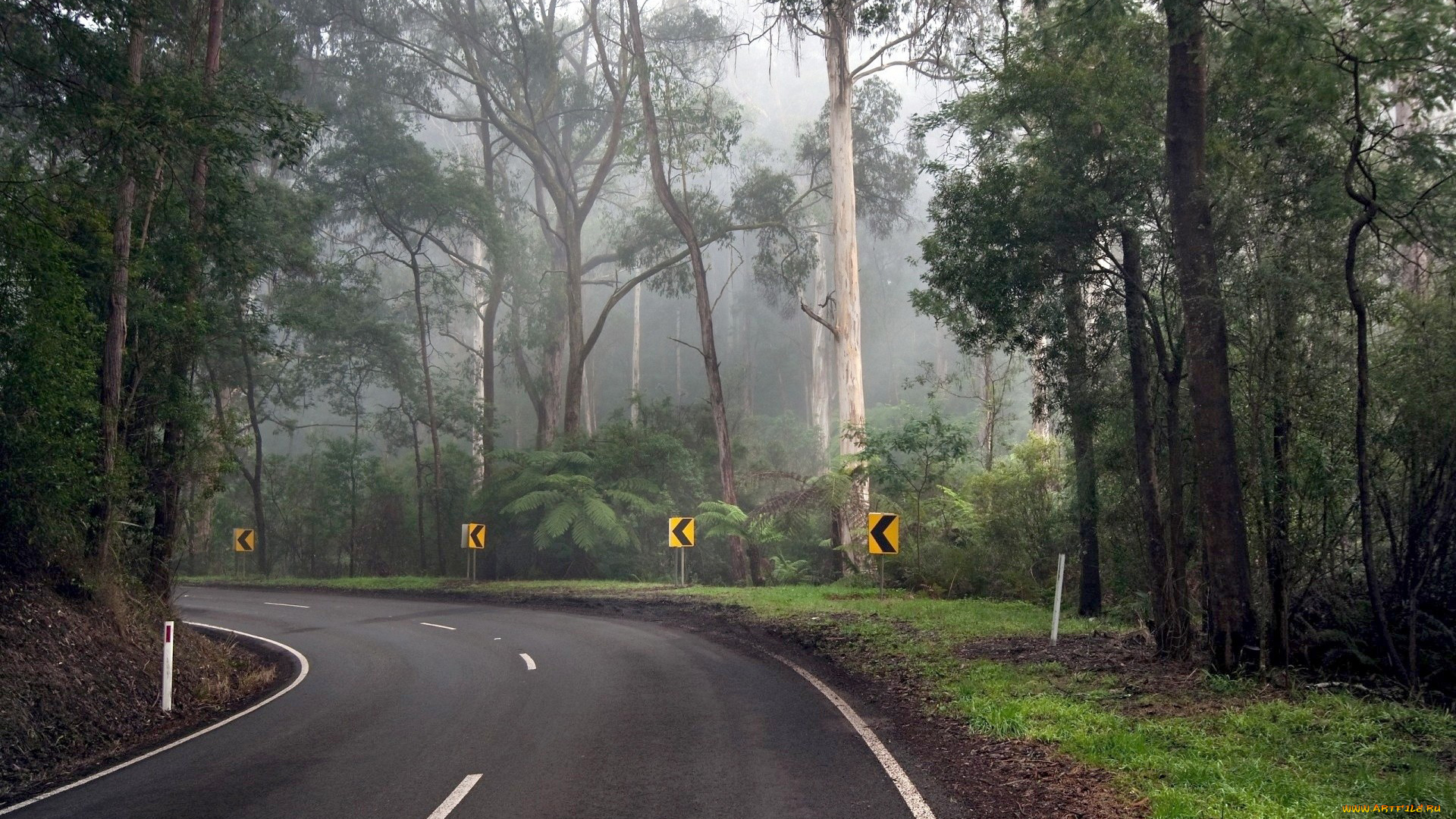 природа, дороги, дорога, поворот, деревья, туман