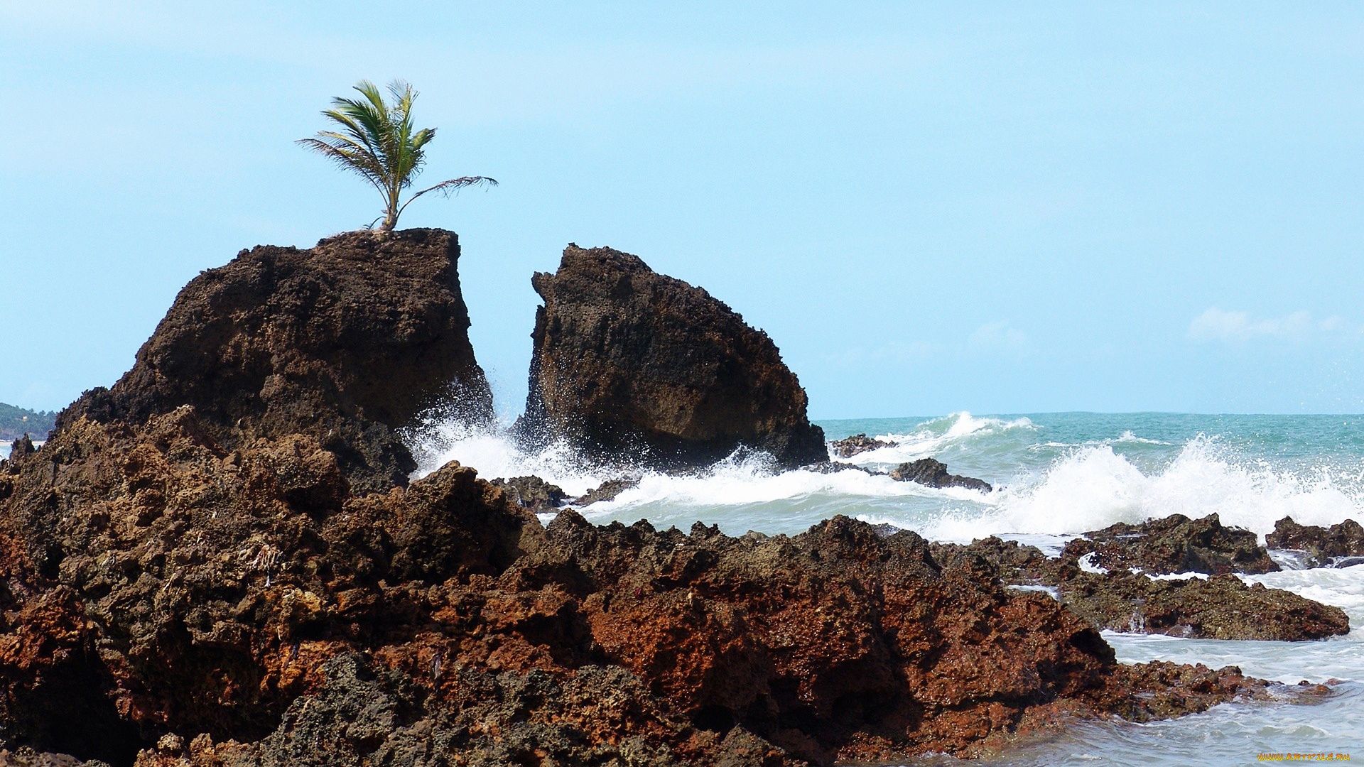 природа, побережье, море, скалы, пальма