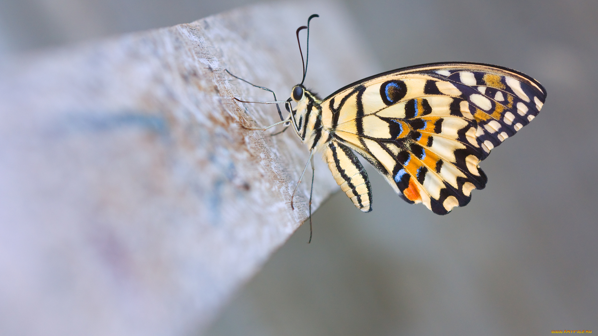 животные, бабочки, лимонный, парусник, демолей, lime, butterfly, макро