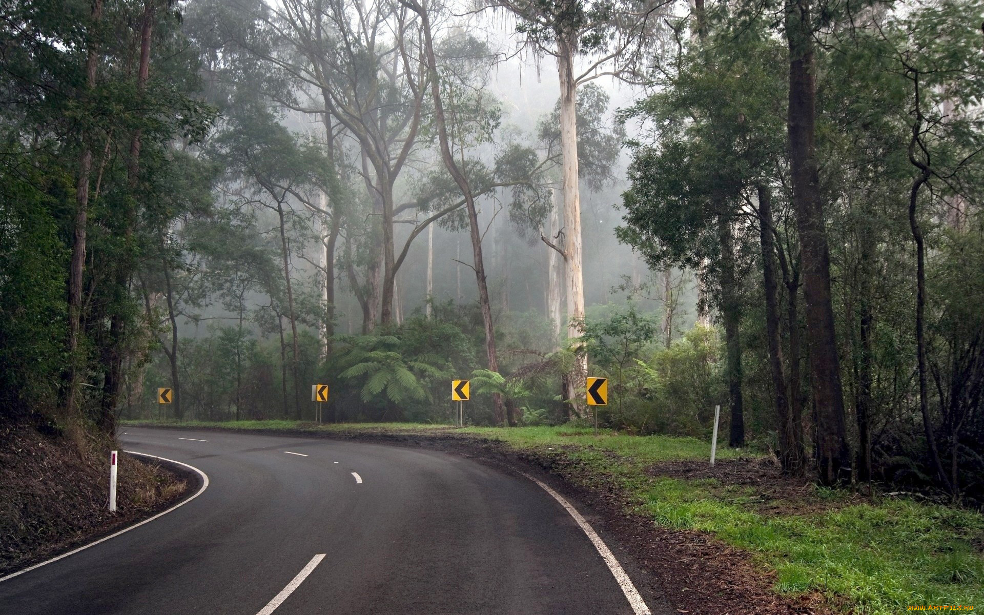 природа, дороги, дорога, поворот, деревья, туман