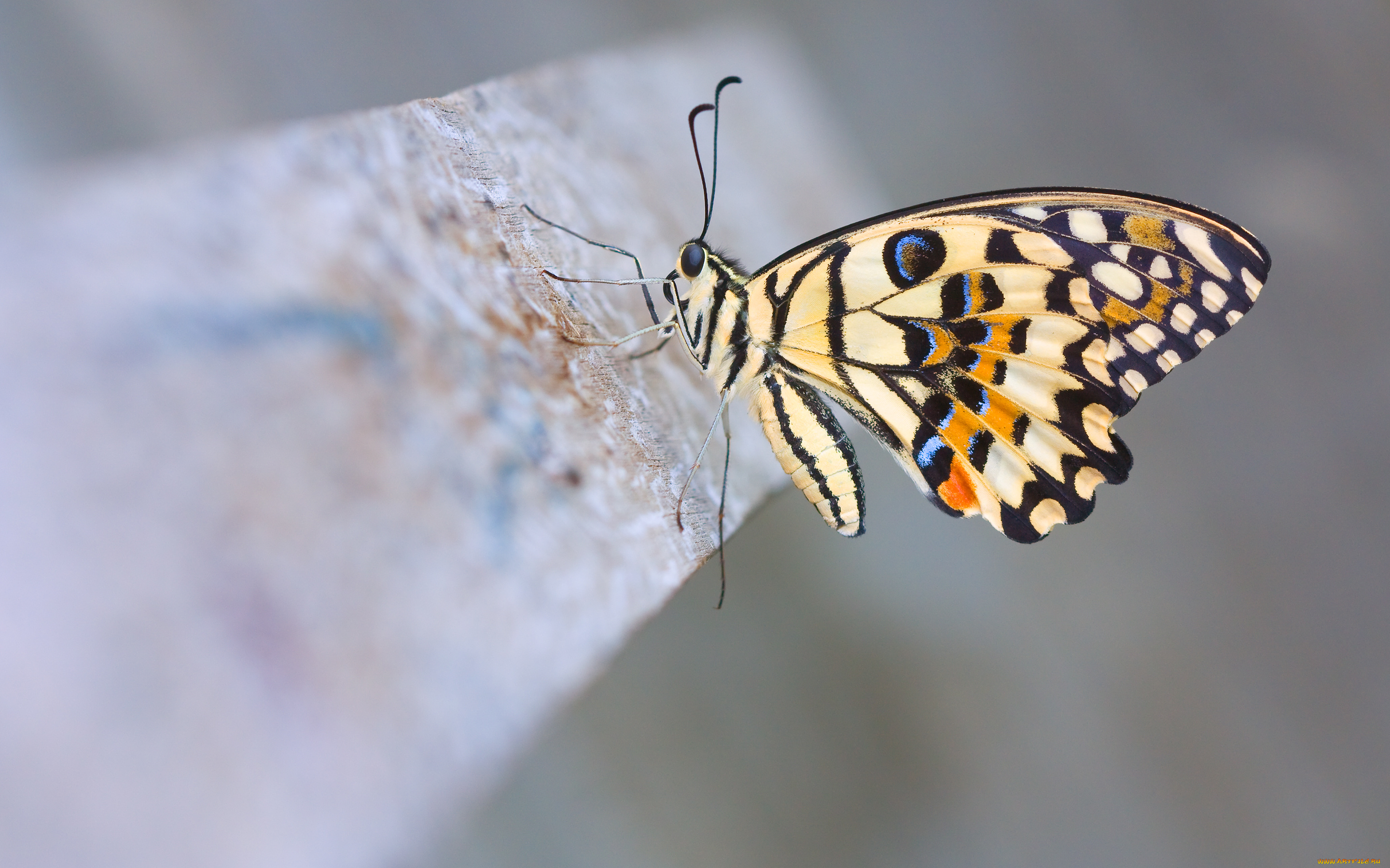 животные, бабочки, лимонный, парусник, демолей, lime, butterfly, макро