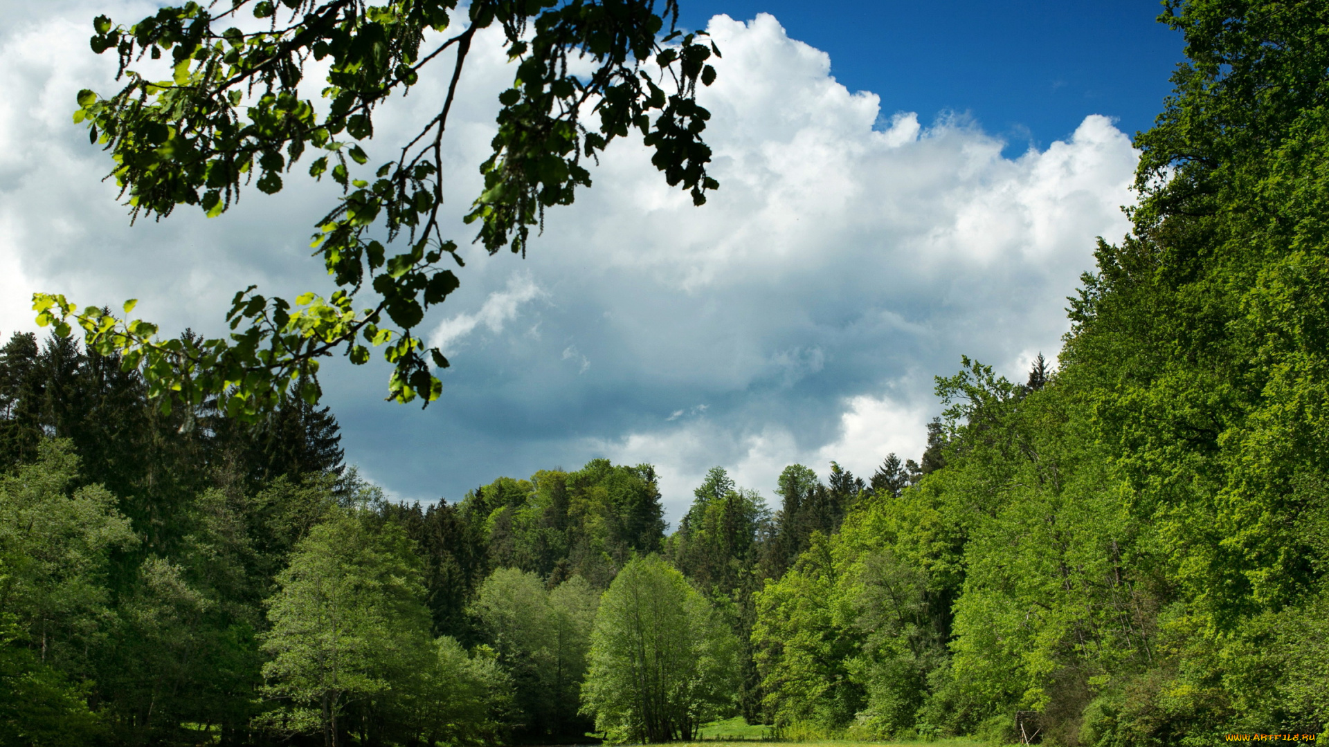 германия, бавария, природа, пейзажи, лес, лужайка