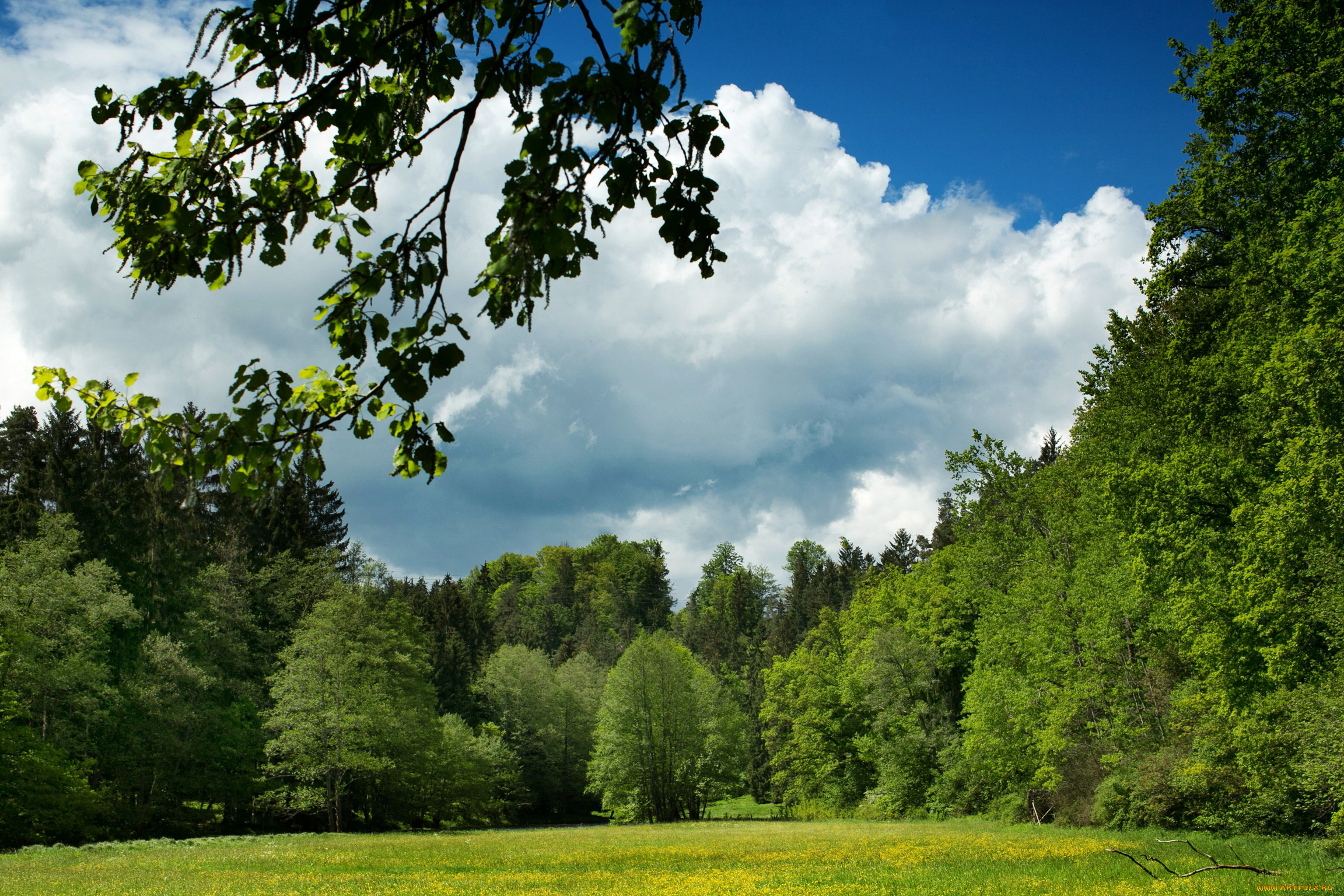 германия, бавария, природа, пейзажи, лес, лужайка