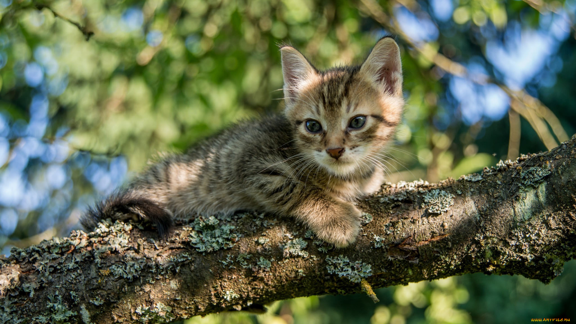 животные, коты, ветка, котёнок, дерево