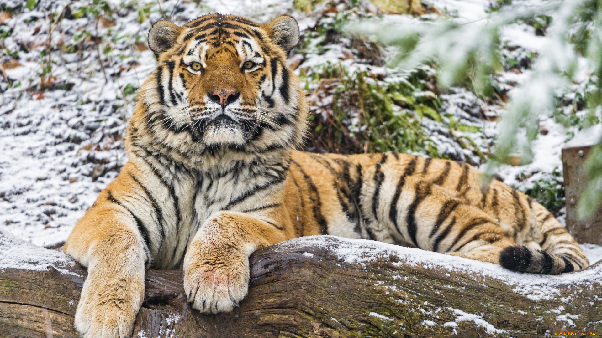 животные, тигры, тигр, амурский, кошка, бревно, взгляд, снег
