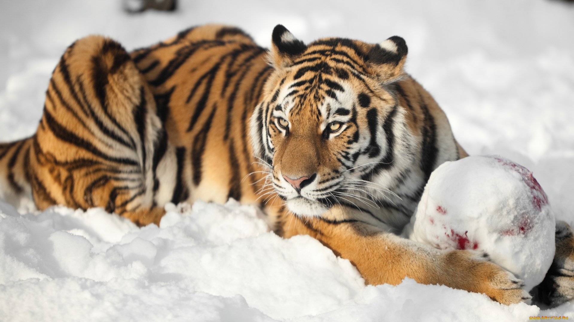 животные, тигры, тигр, амурский, кошка, снег, взгляд, мяч
