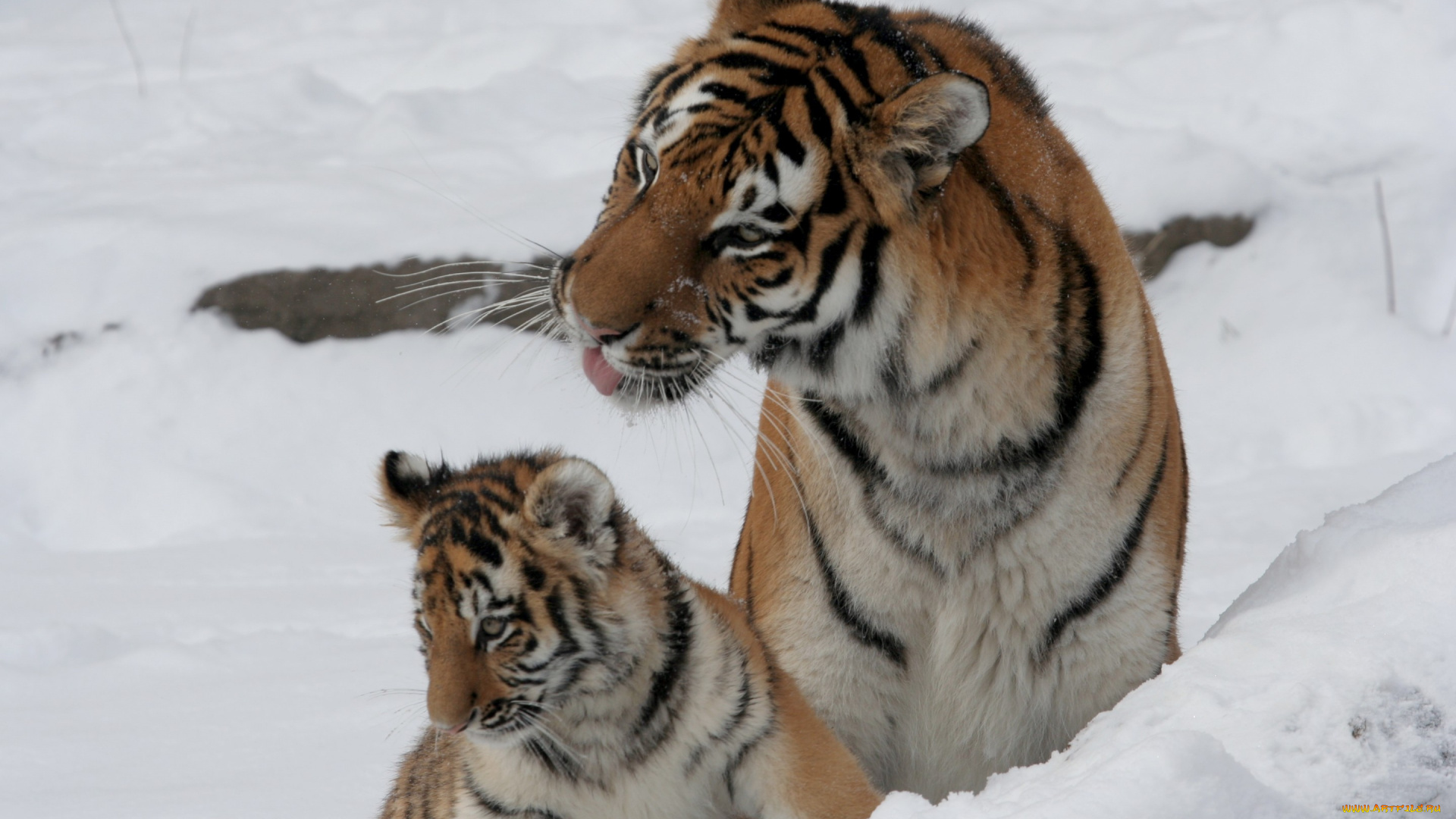 животные, тигры, тигр, амурский, кошка, снег, тигрица, тигрёнок, котёнок, детёныш, семья, пара