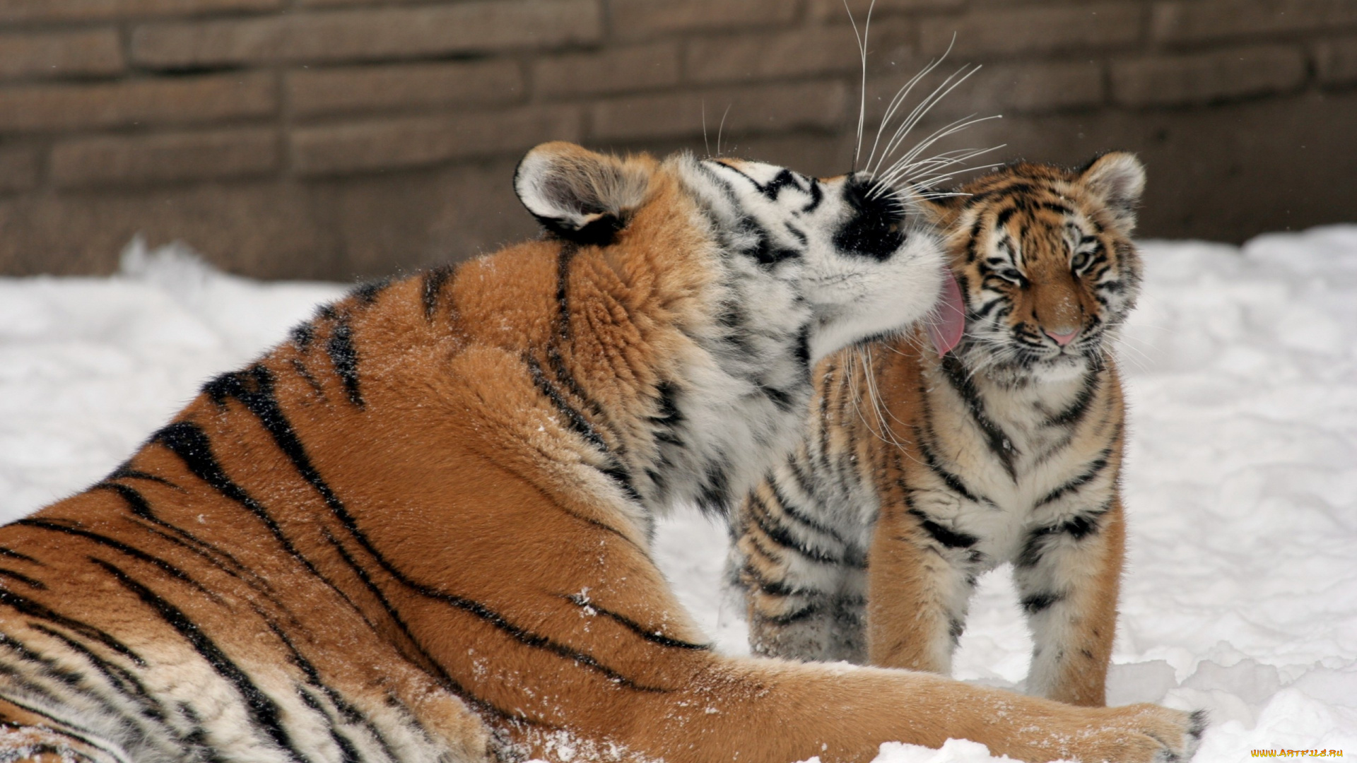 животные, тигры, тигр, амурский, кошка, тигрёнок, котёнок, тигрица, поцелуй, семья, любовь, снег