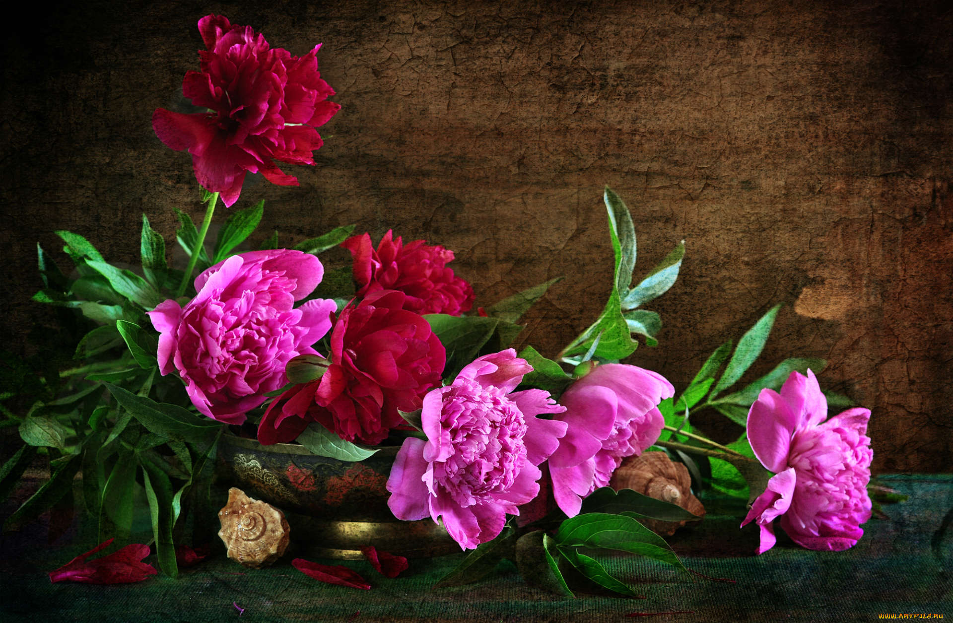 цветы, пионы, розовые, текстура, композиция, ракушки