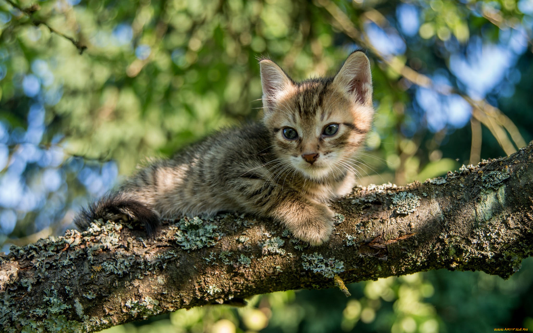 животные, коты, ветка, котёнок, дерево