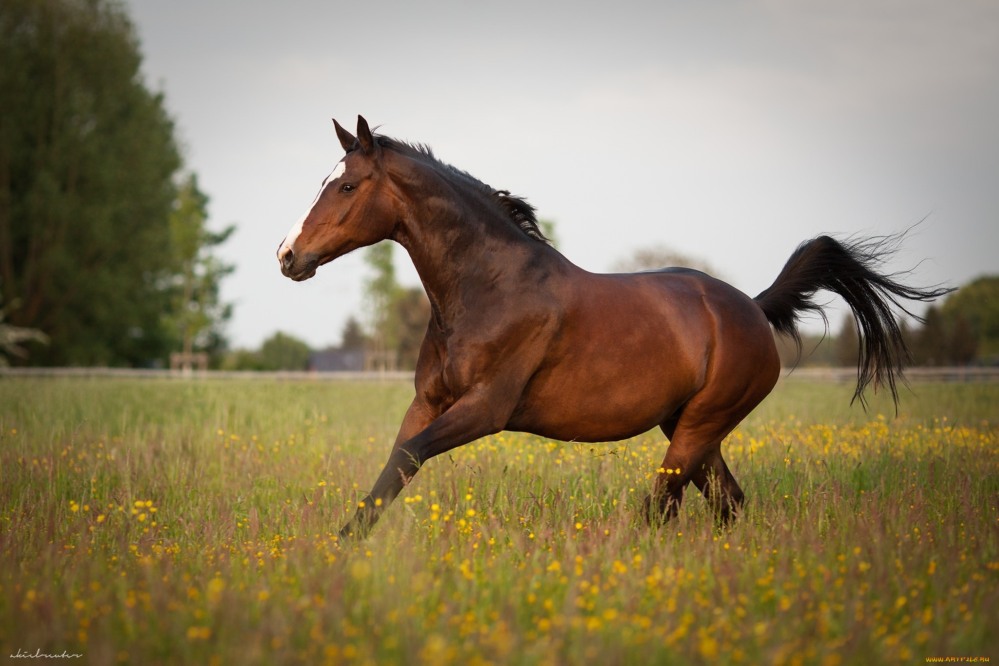 Эта лошадь красива и своенравна. Кигер Мустанг гнедой. Светло гнедая масть лошади. Темно гнедая масть лошади. Гнедая кобылица.