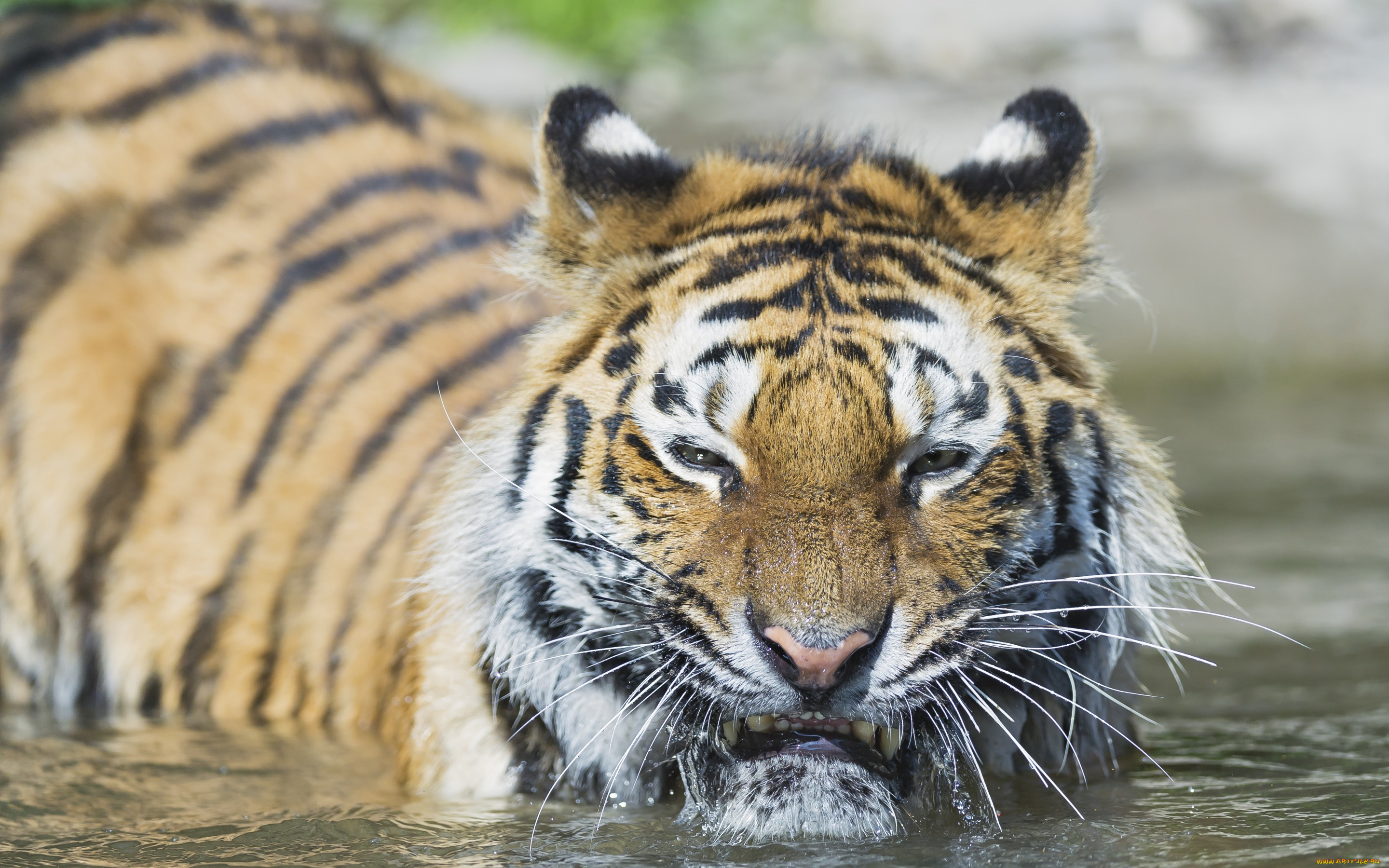 животные, тигры, тигр, амурский, кошка, морда, вода, купание