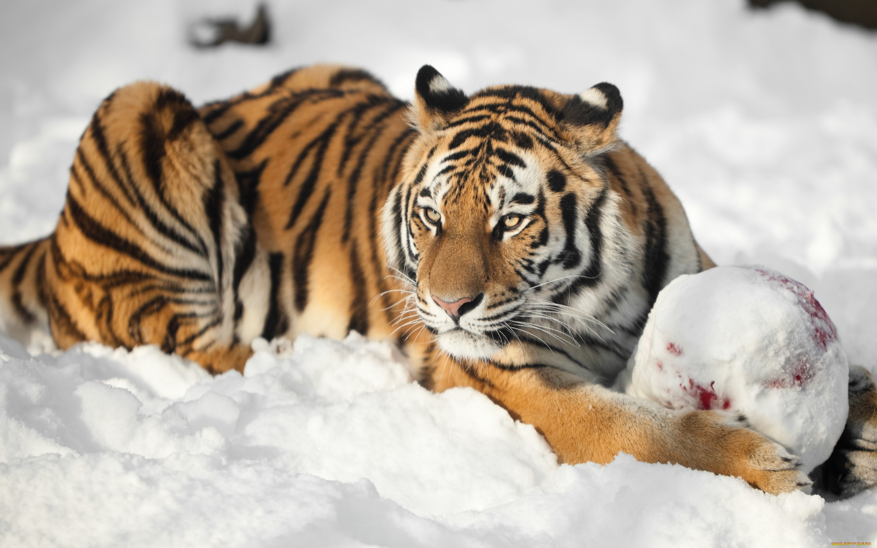 животные, тигры, тигр, амурский, кошка, снег, взгляд, мяч
