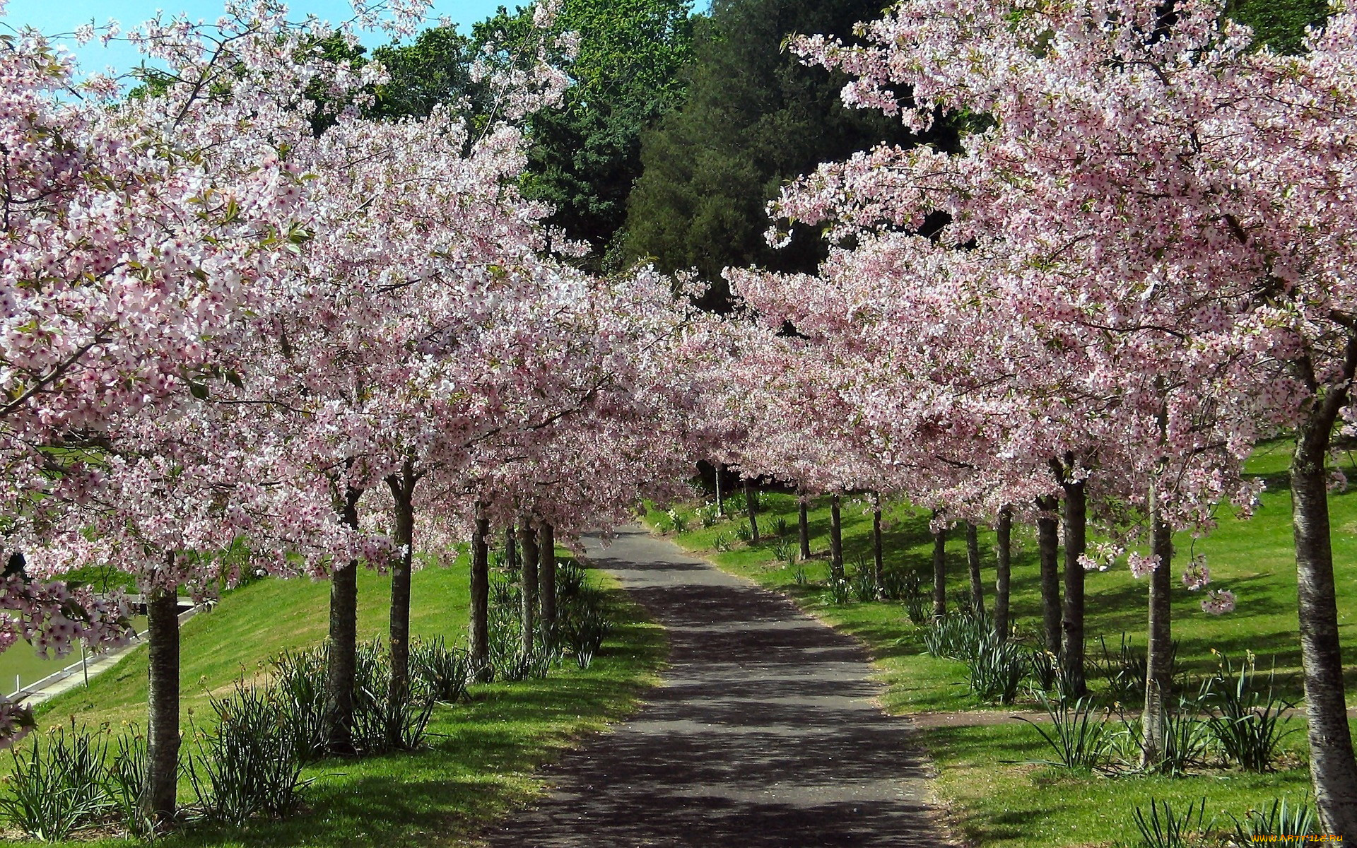 природа, парк, аллея, цветущие, деревья, весна