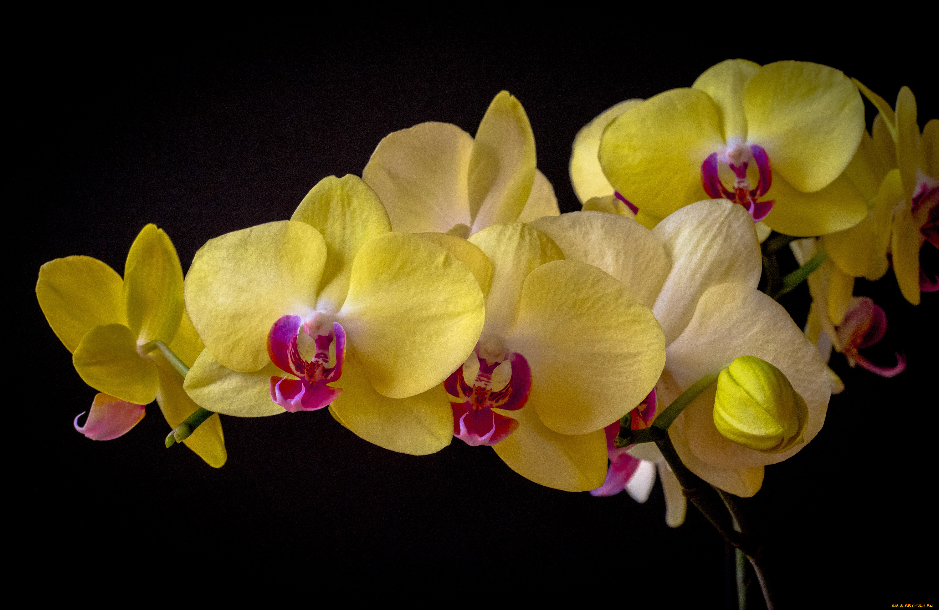 цветы, орхидеи, фаленопсис, орхидея, тёмный, фон