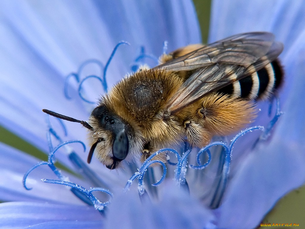 moskaev, ***, животные, пчелы, осы, шмели