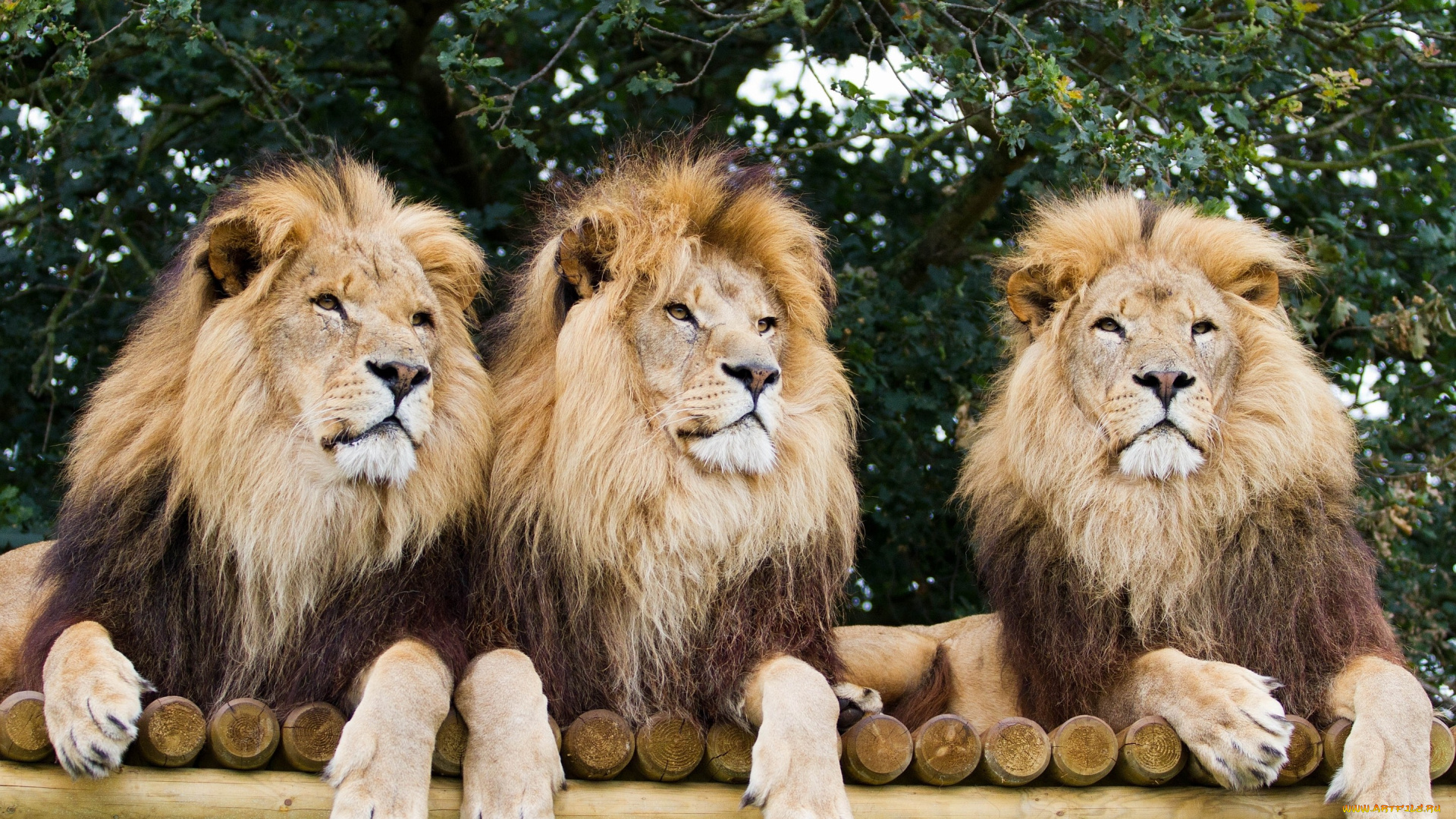 животные, львы, сила, гривы, хищники
