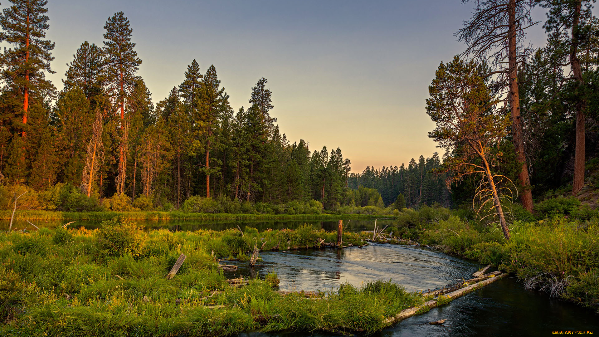 природа, реки, озера, лето, река, лес