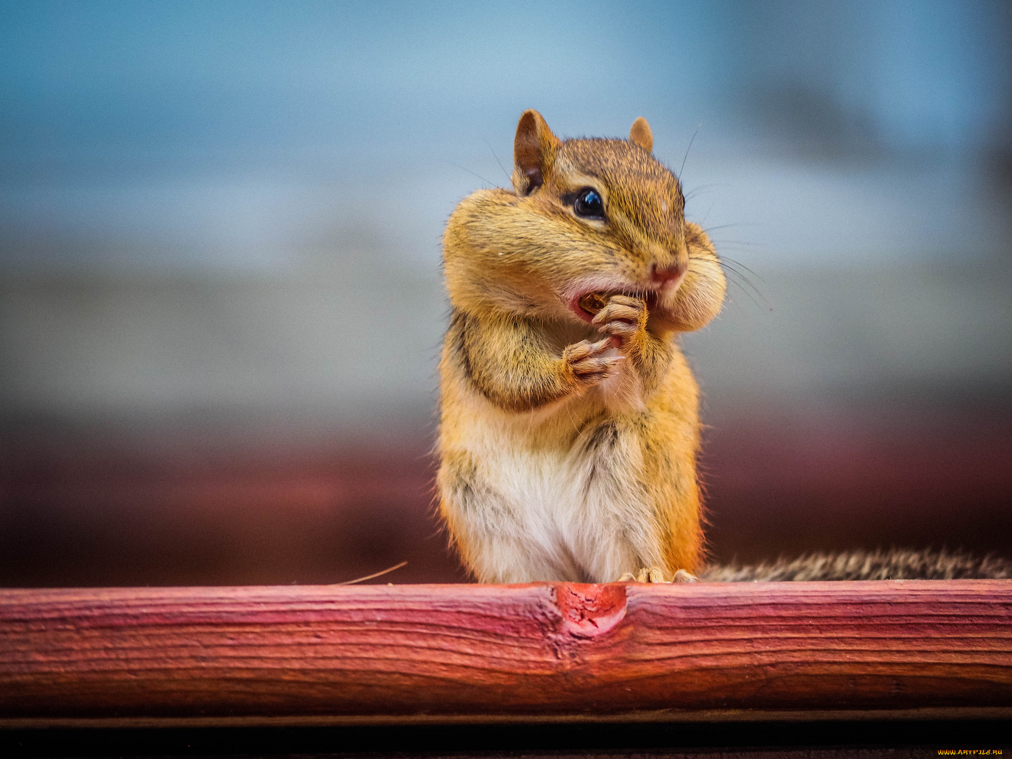 chipmunk, животные, бурундуки, бурундучок