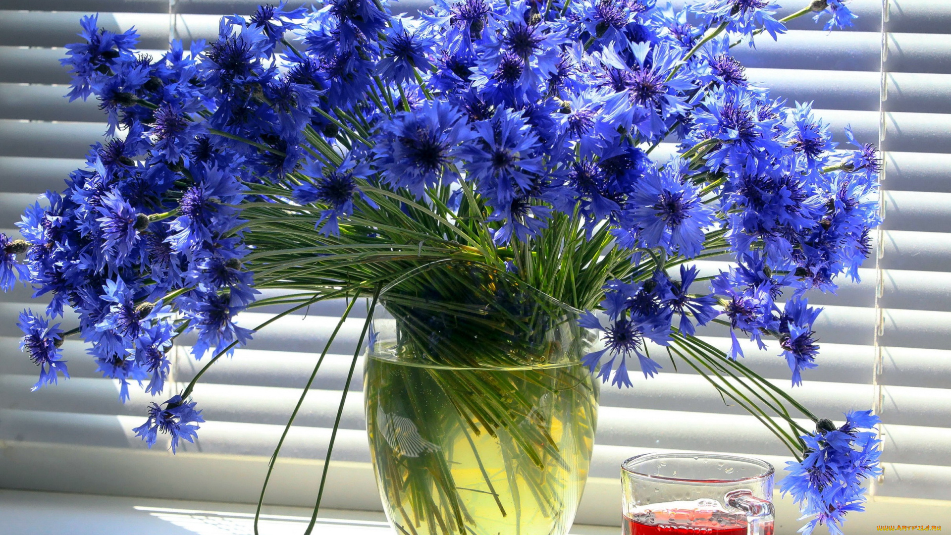 цветы, васильки, синий, букет