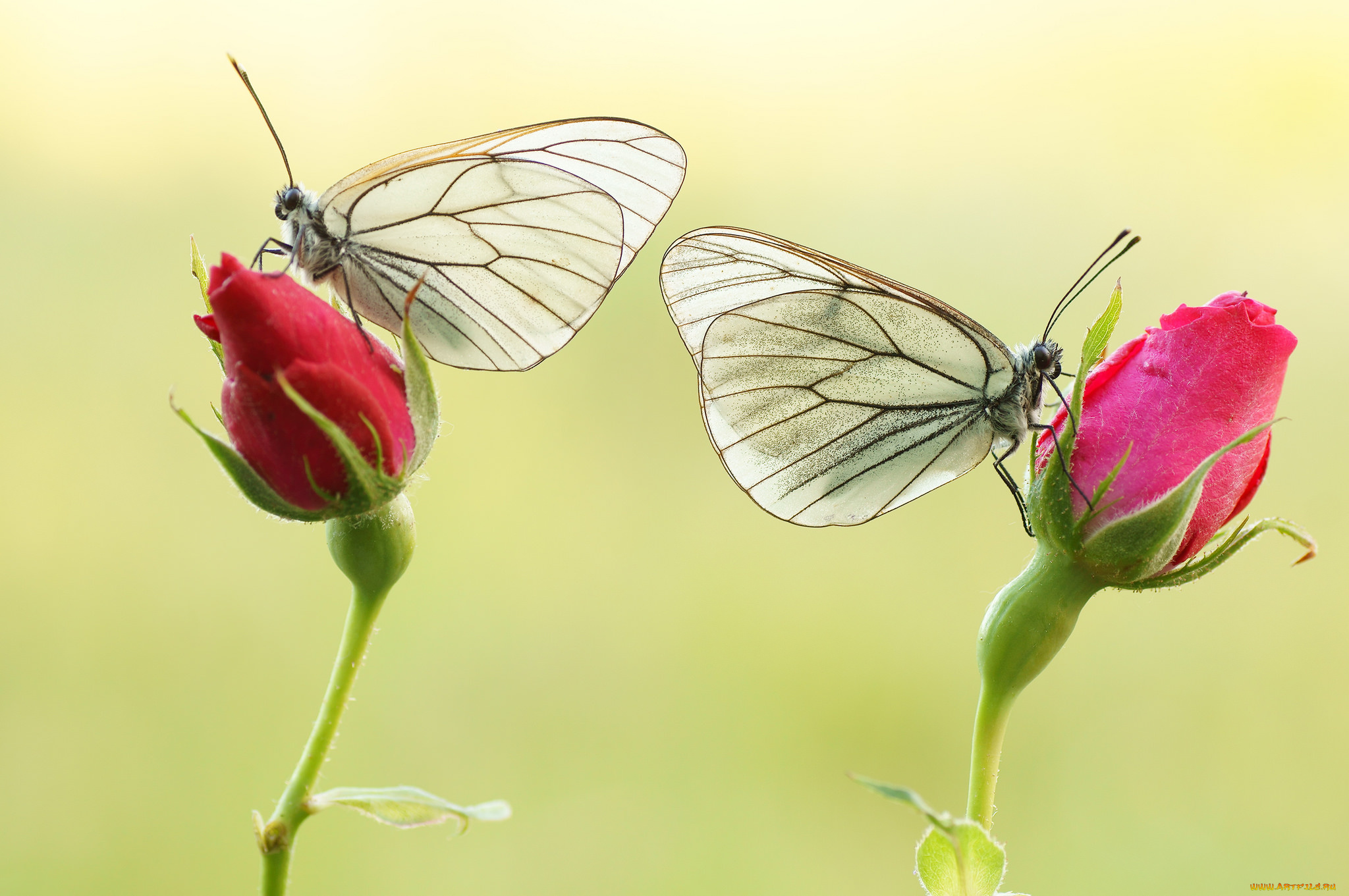 животные, бабочки, , мотыльки, , моли, яркость, бабочка, colors, brightness, butterfly, расцветка