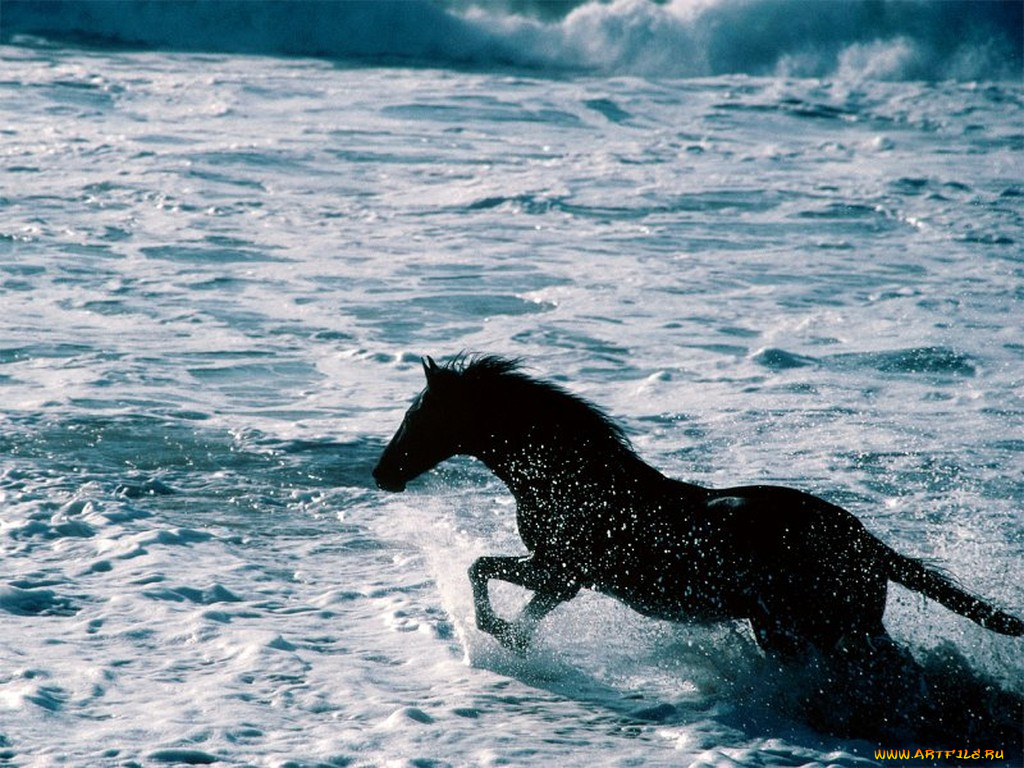beach, runner, california, coast, животные, лошади
