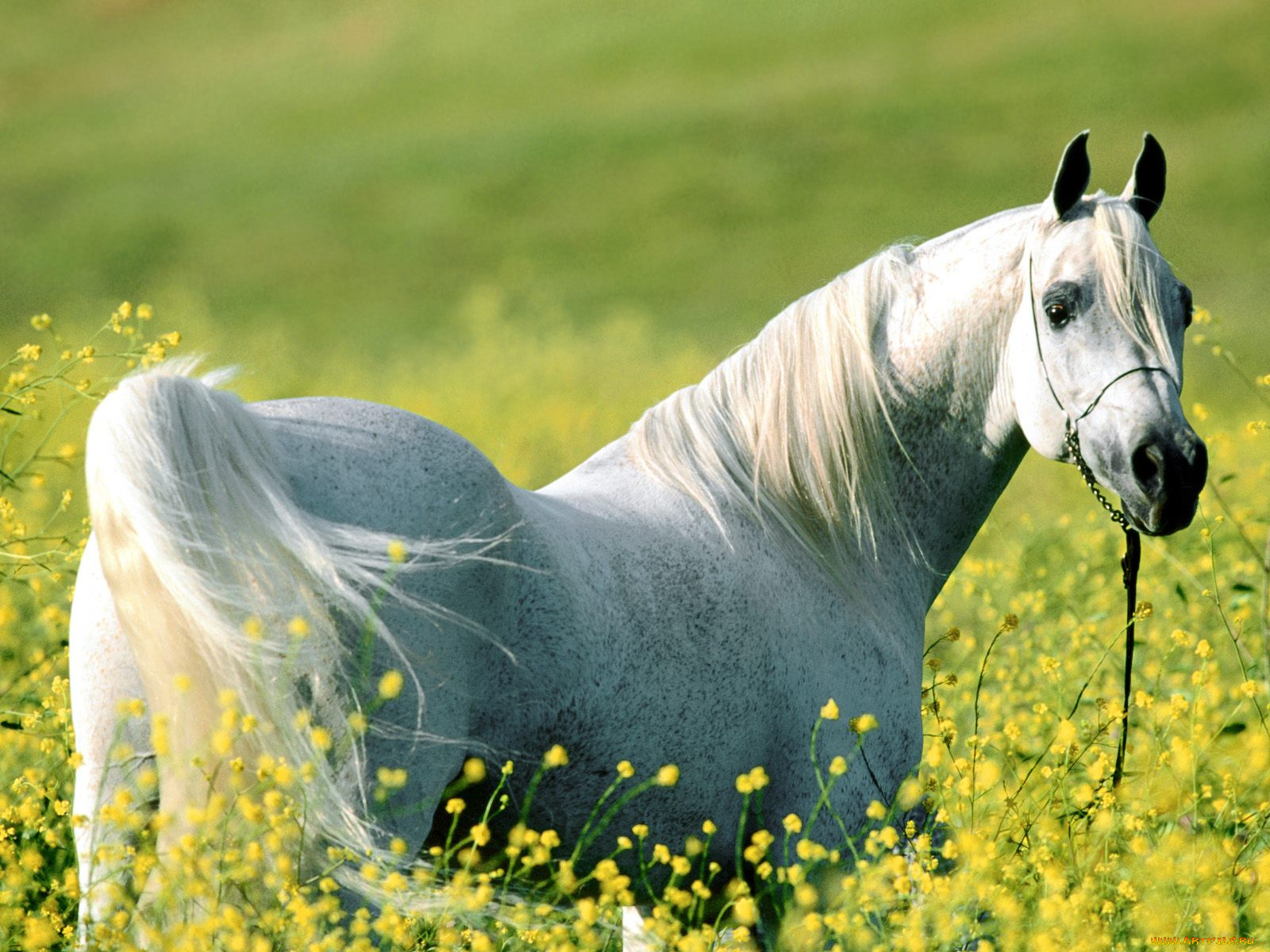 among, the, fields, of, gold, arabian, stallion, животные, лошади