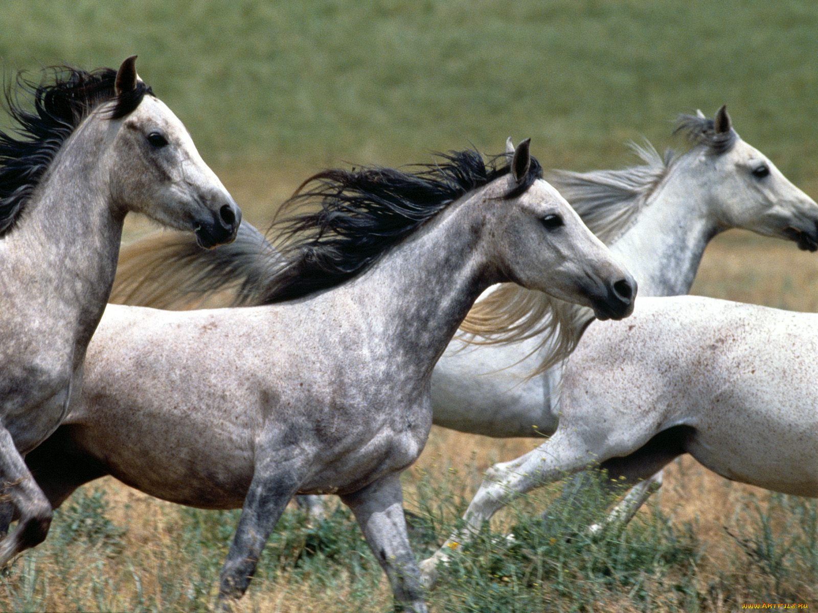 arabian, stallions, животные, лошади