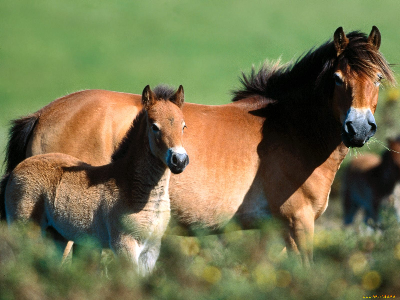 exmoor, pony, and, foa, животные, лошади
