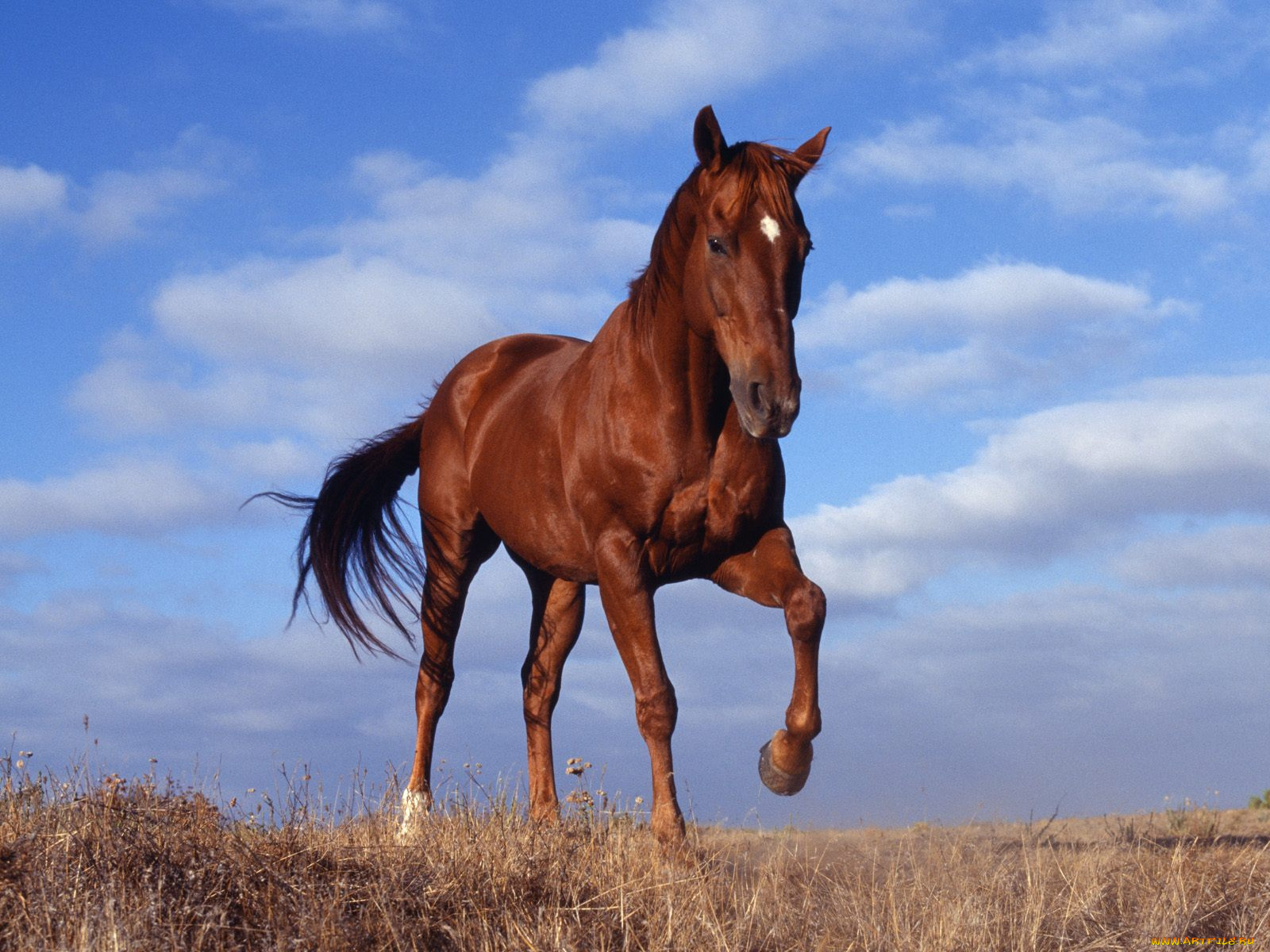 horse, животные, лошади