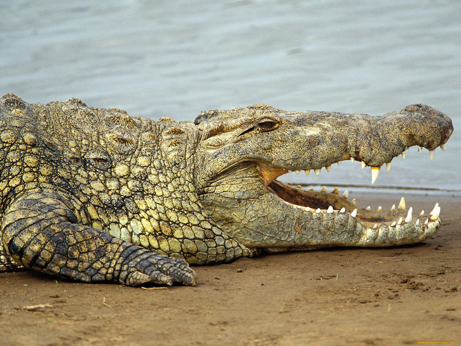 животные, крокодилы