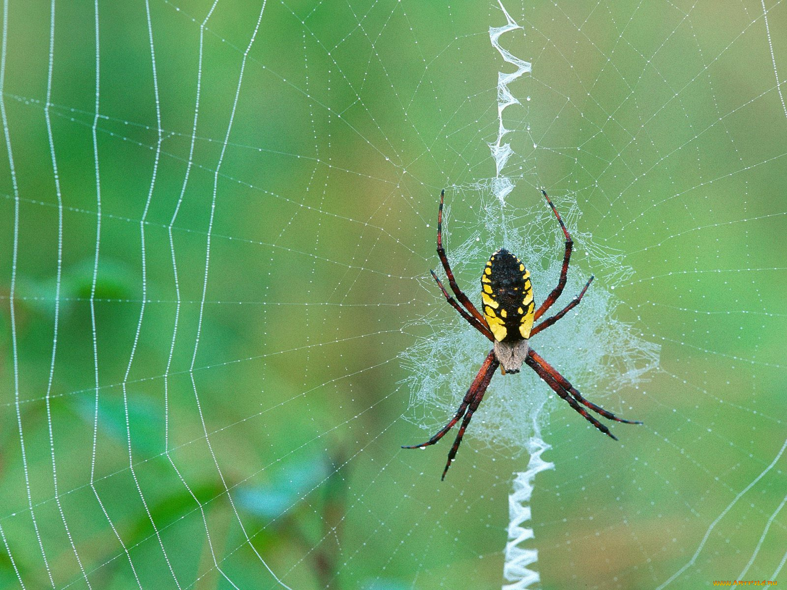 природа животное паук скачать