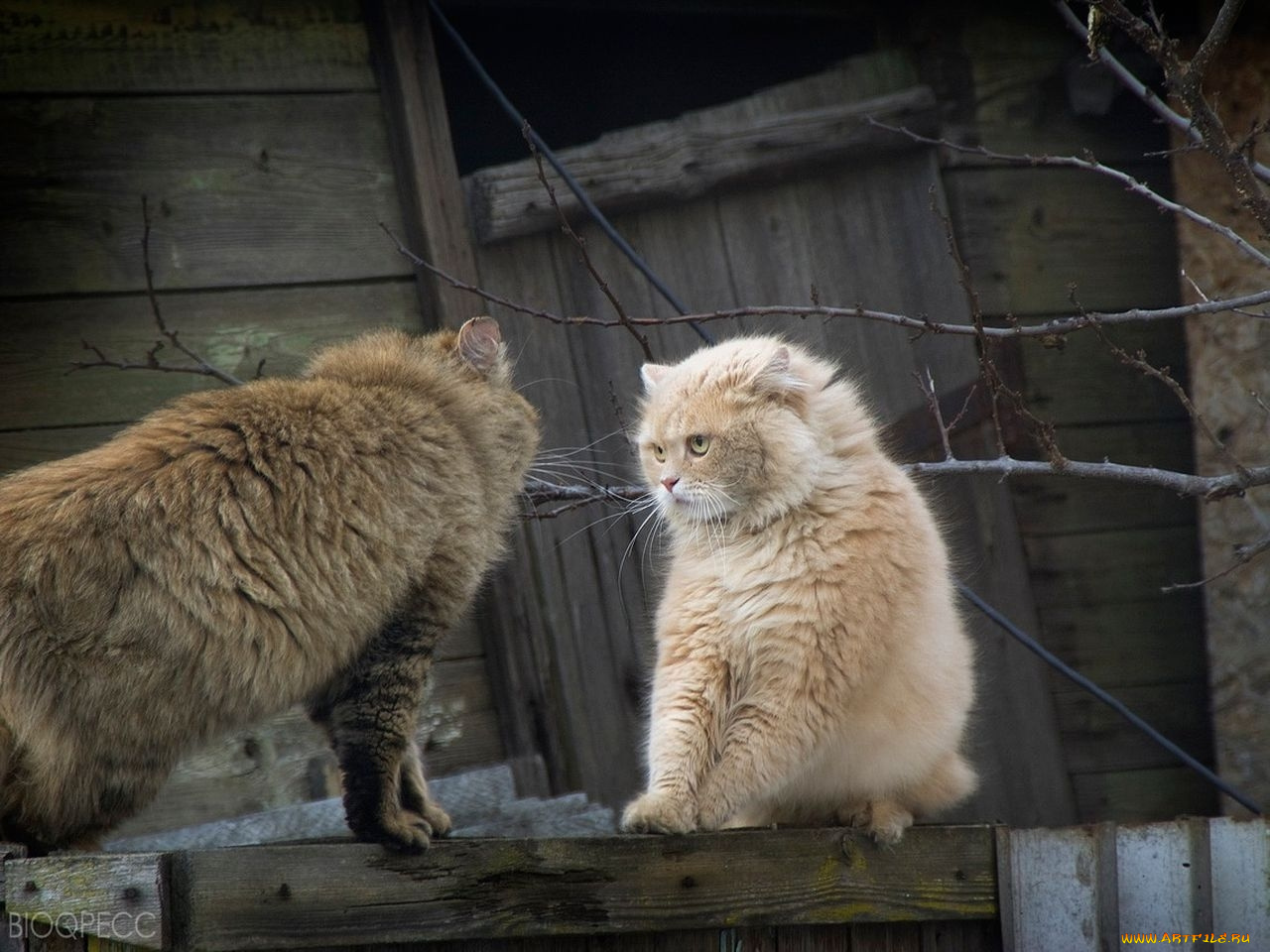 животные, коты