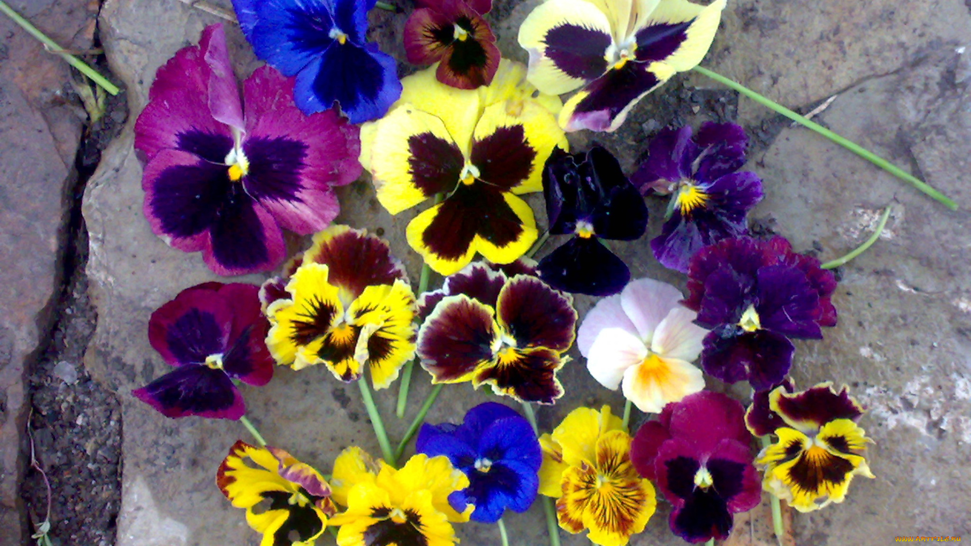 виолы, 13, 10, 2008, 027, цветы, анютины, глазки, садовые, фиалки