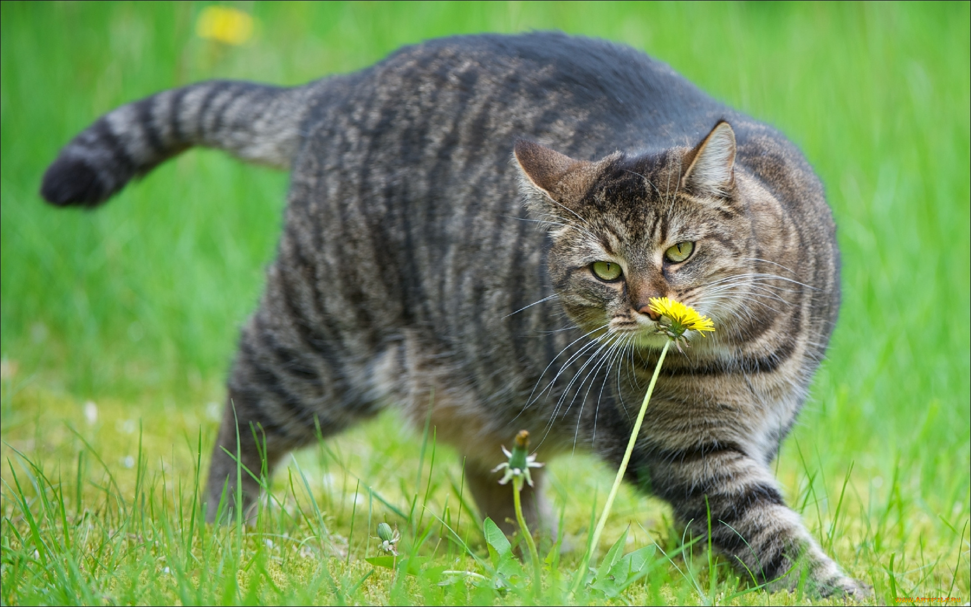 добраморда, животные, коты, одуванчик