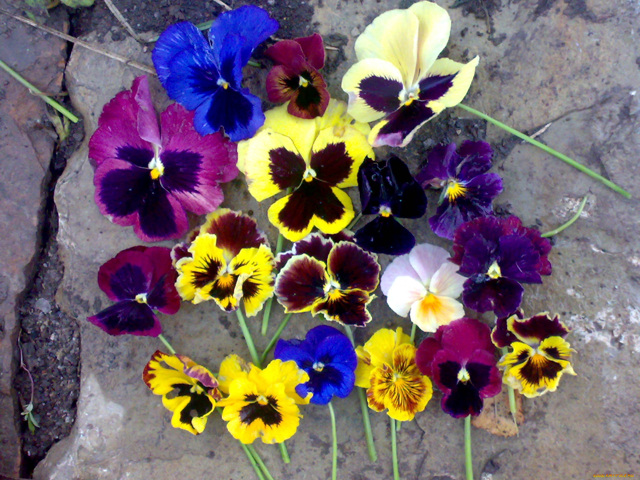 виолы, 13, 10, 2008, 027, цветы, анютины, глазки, садовые, фиалки
