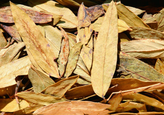 Картинка еда крупы зерно специи семечки лавровый  лист