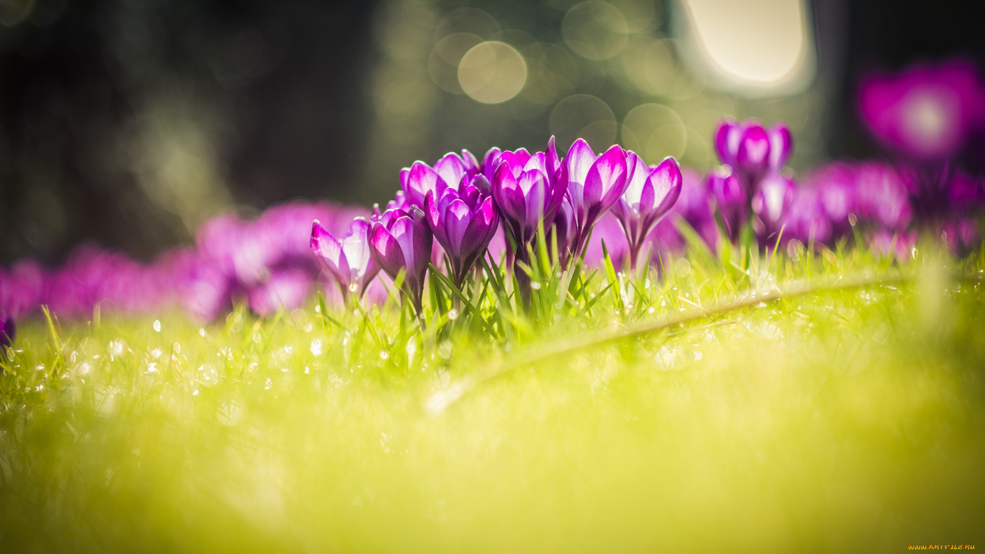 цветы, крокусы, природа, луг, травка, nature, meadow, grass, flowers, crocuses