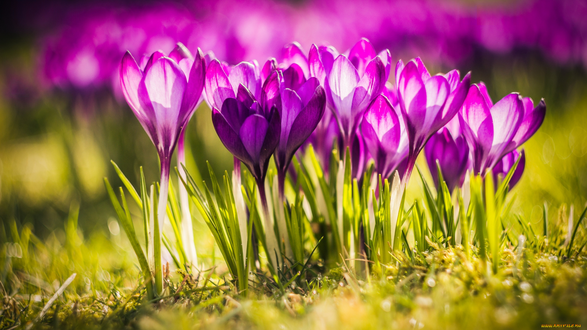 цветы, крокусы, природа, луг, травка, nature, meadow, grass, flowers, crocuses