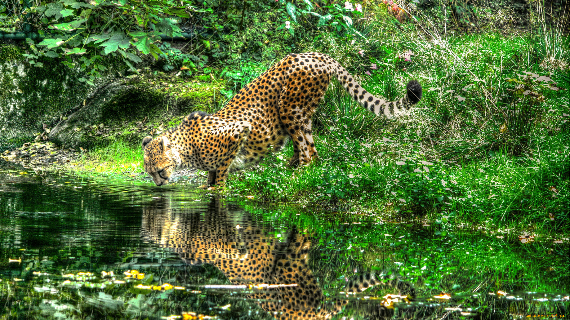 животные, гепарды, леопард, отражение, река