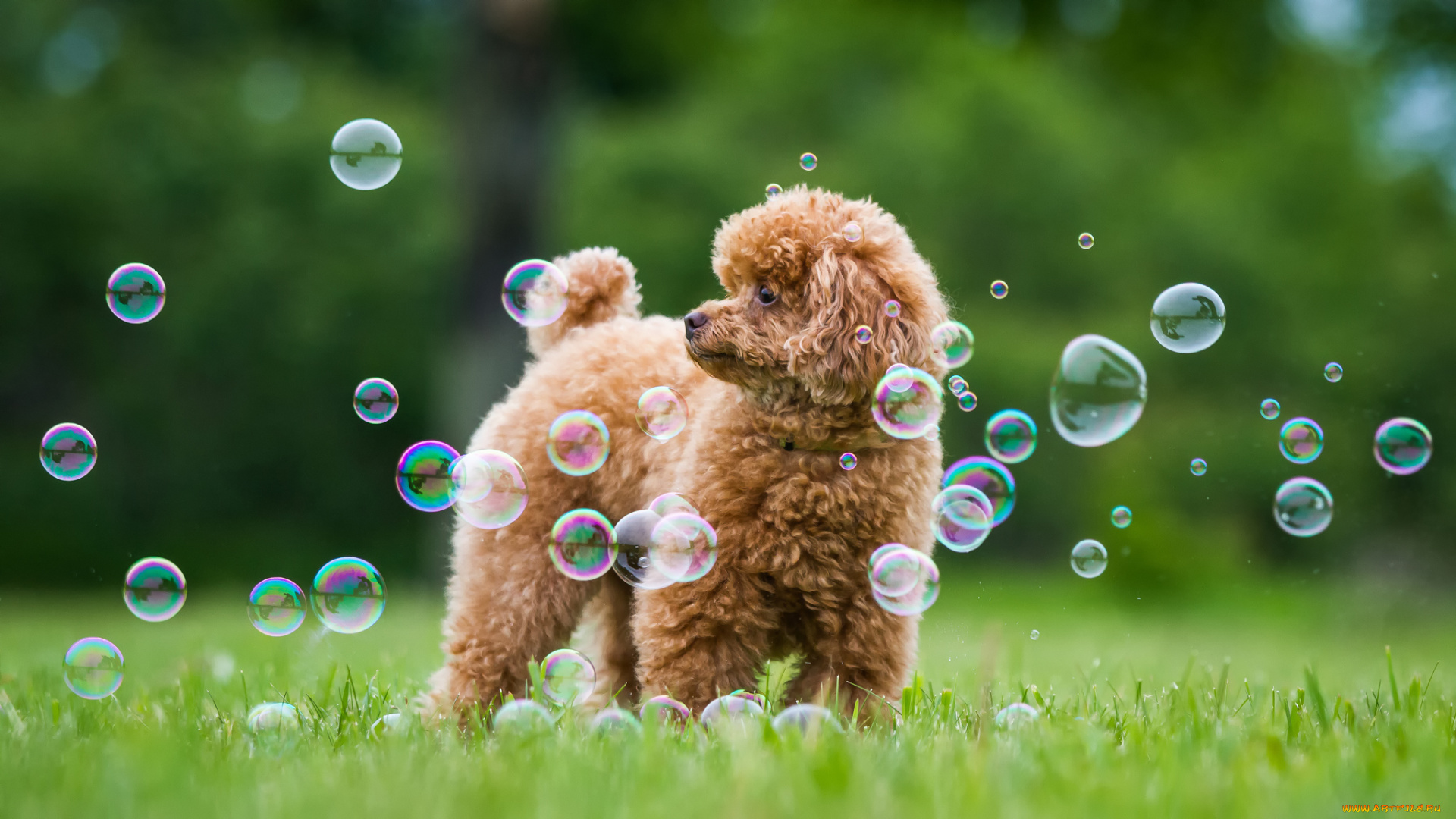 животные, собаки, пудель, собака, мыльные, пузыри, трава