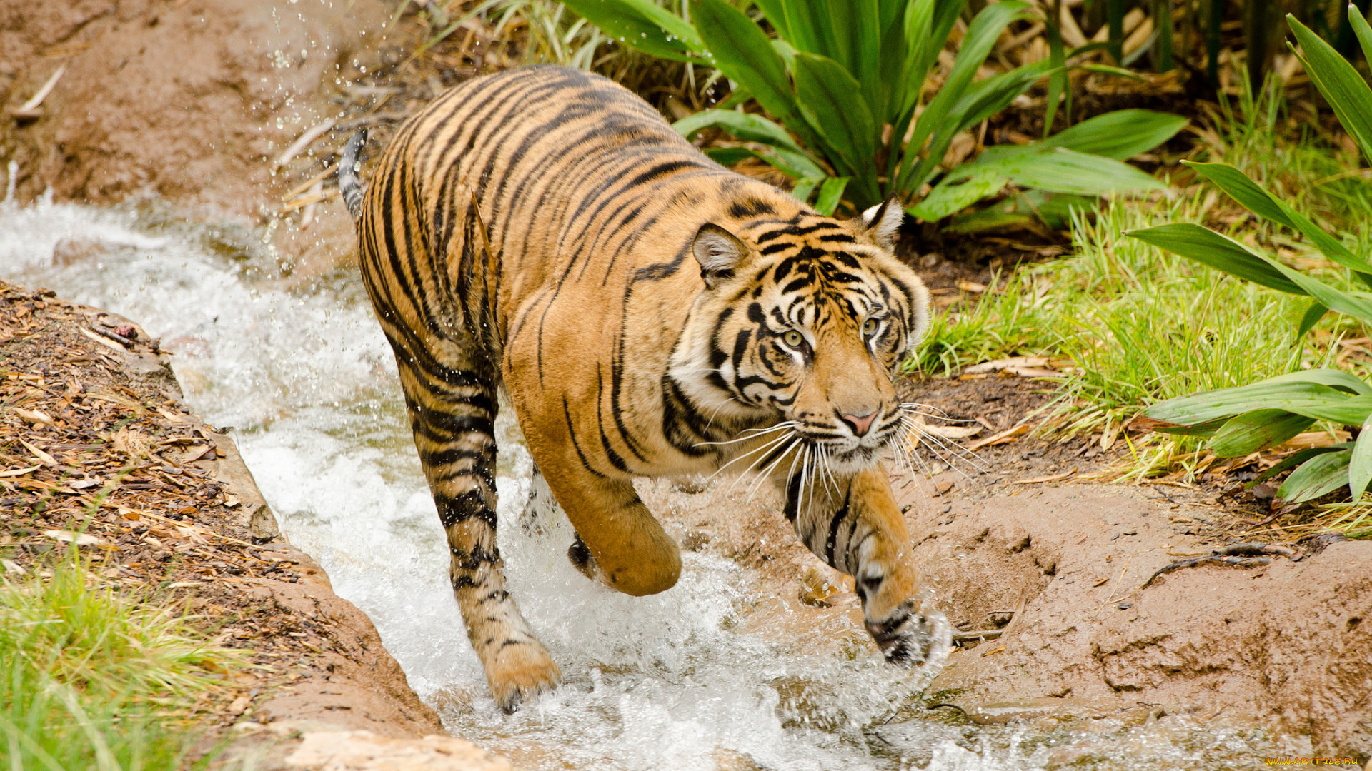животные, тигры, купание, тигр, поток, вода