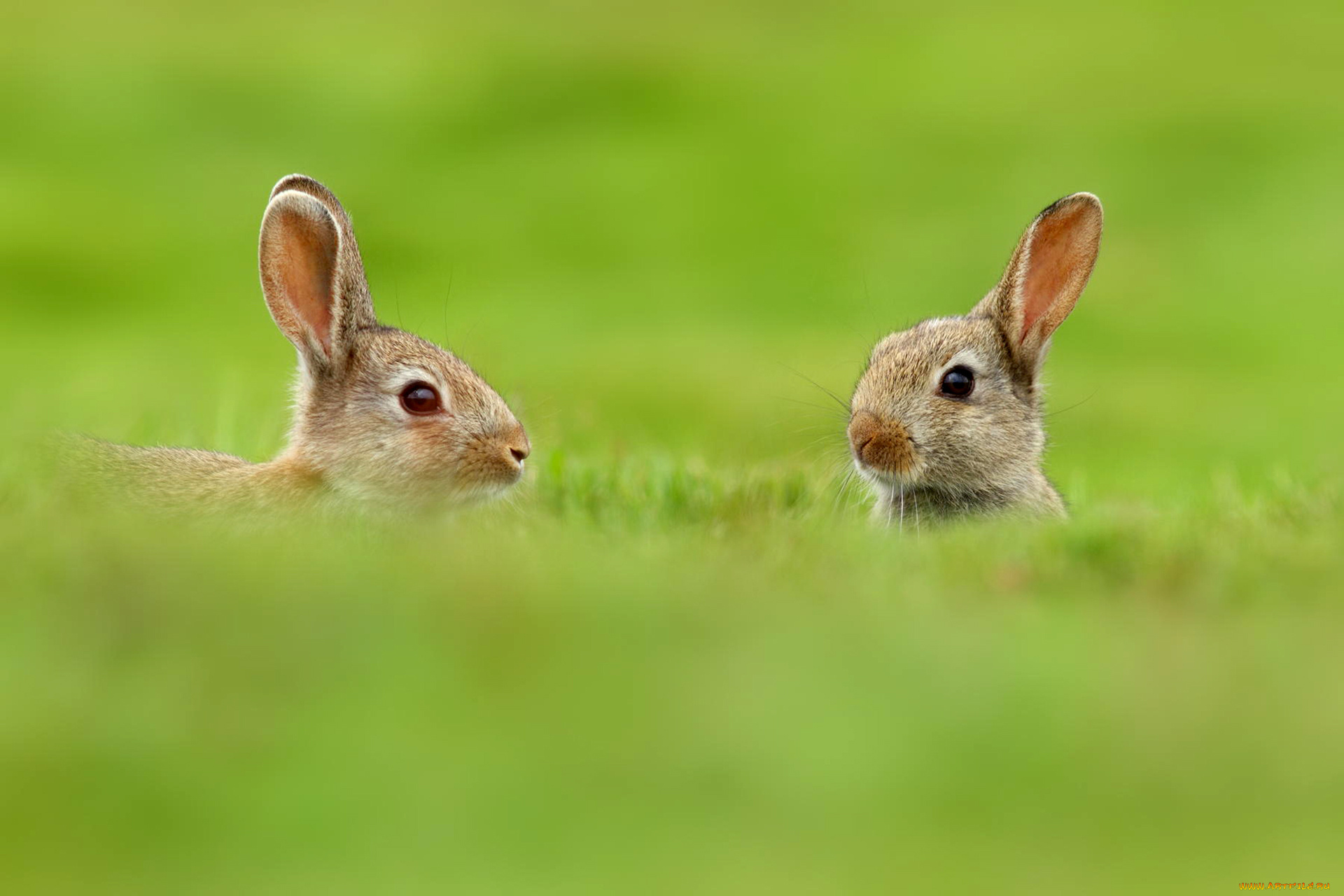 животные, кролики, , зайцы, зайцы, размытость, природа, зелень, трава, двое, уши