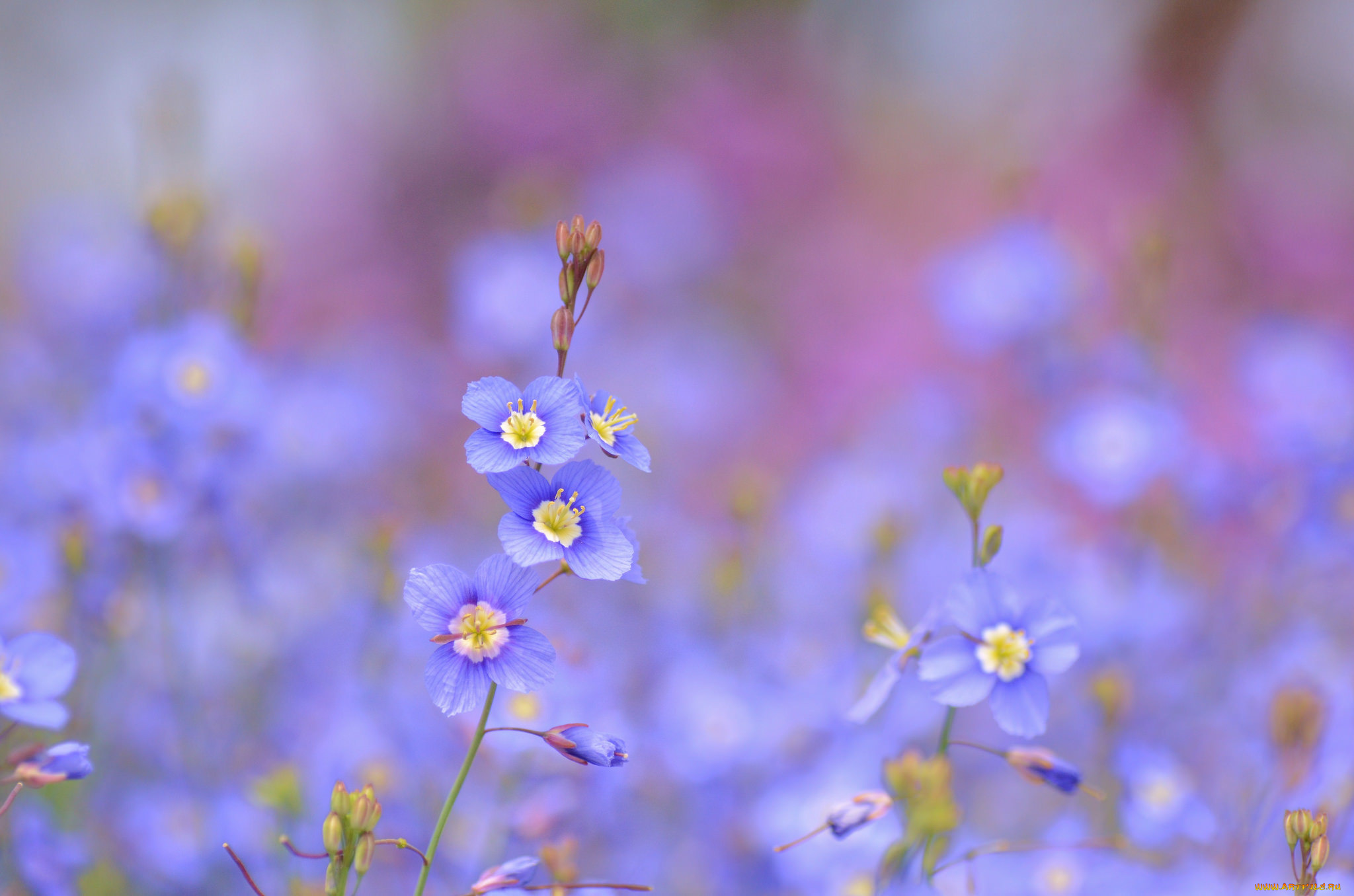 цветы, немофилы, , вероники, heliophila, longifolia, голубые, синие