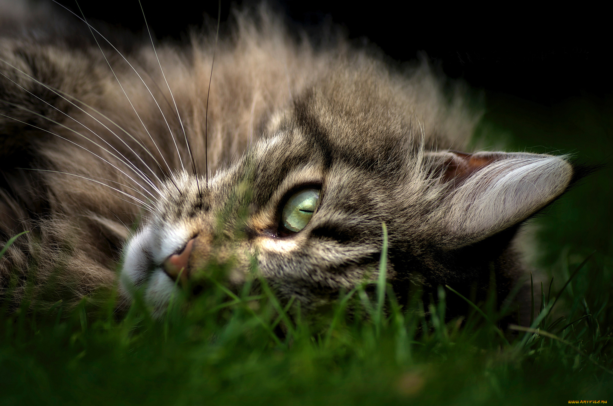 животные, коты, взгляд, трава, лежит, кот, морда, кошка