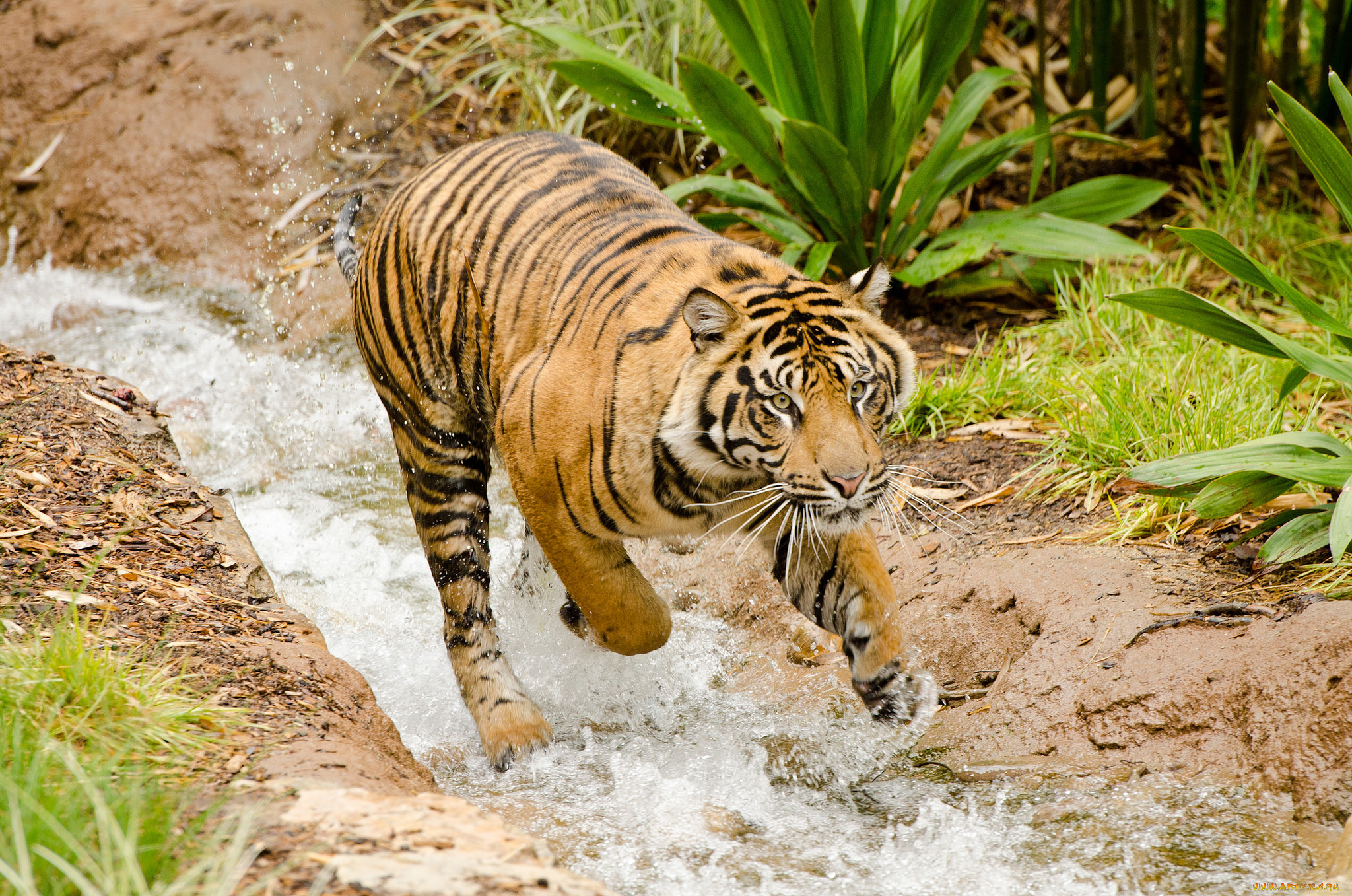 животные, тигры, купание, тигр, поток, вода