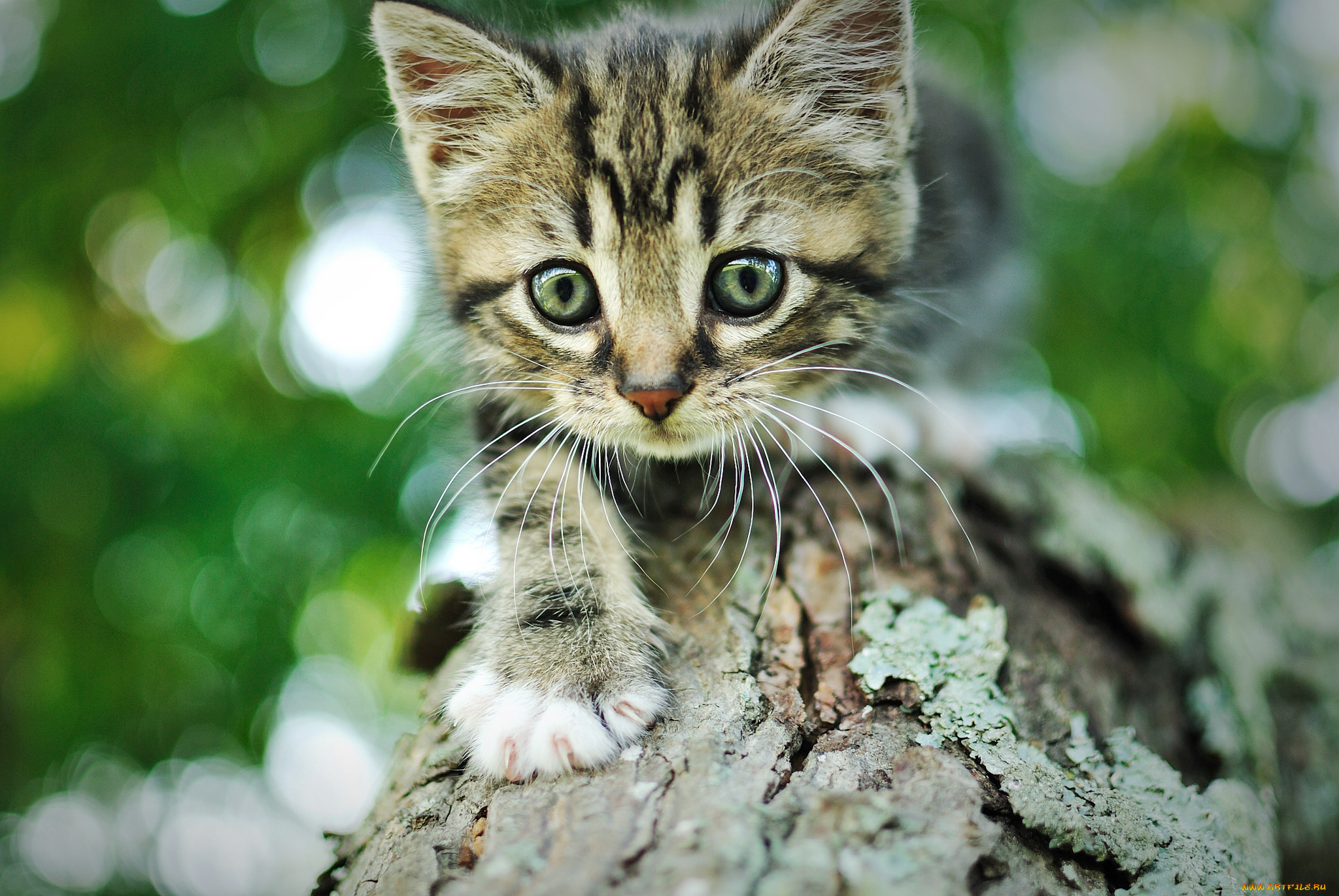 животные, коты, дерево, серый, полосатый, мордочка, кот, котенок, кора, боке