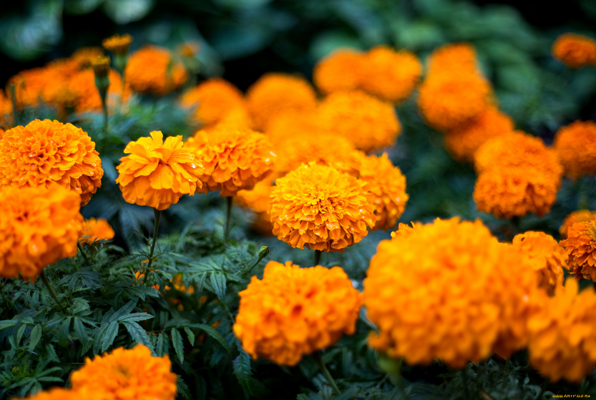 природа оранжевые цветы Бархатцы загрузить